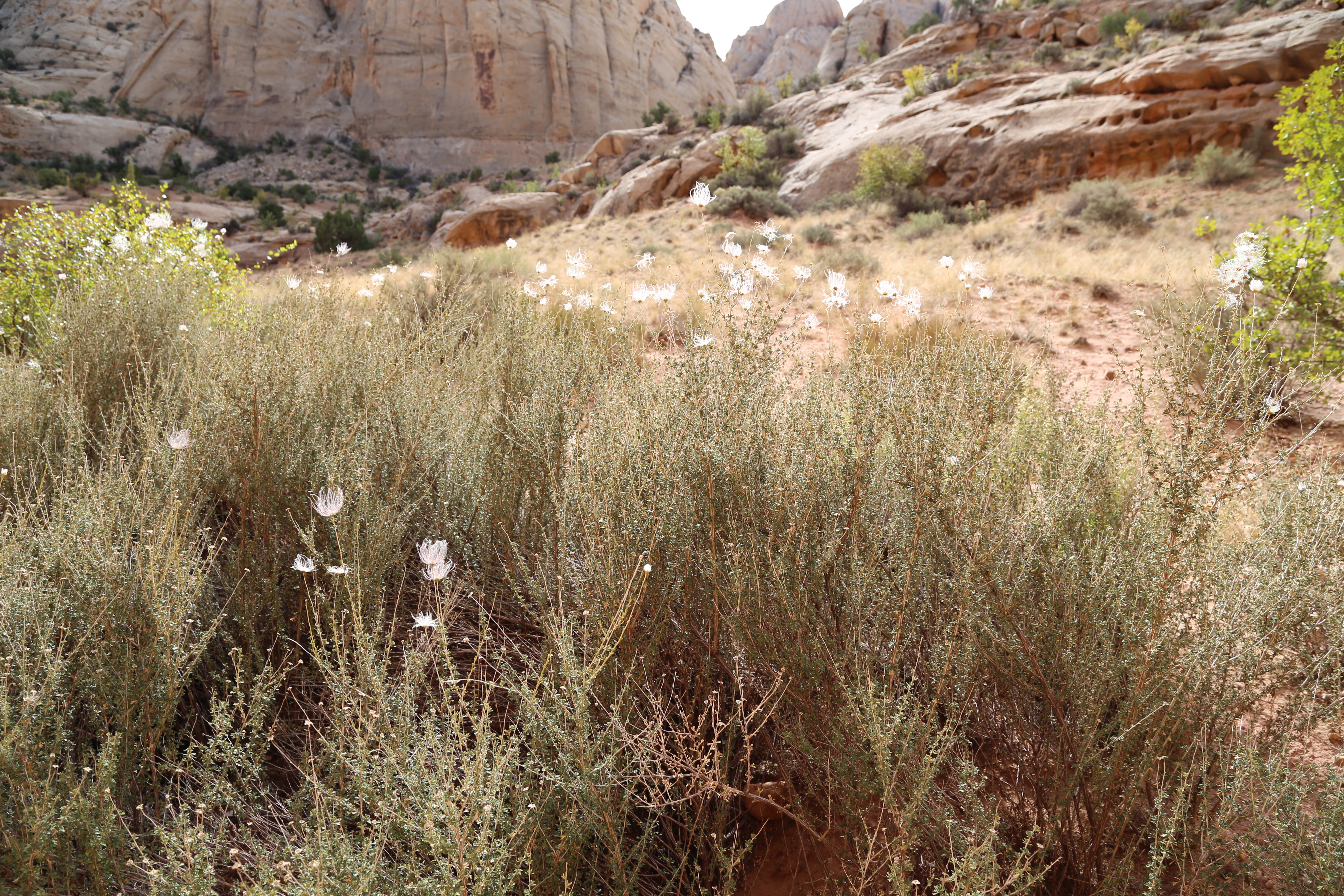 2015 Fall Break - Day 2 - Capitol Reef National Park (Grand Wash Narrows, Capitol Gorge (Petroglyphs, Narrows, Pioneer Register), Waterpocket Fold Drive (Notom-Bullfrog Road, Burr Trail Road), Hell's Backbone Grill (Boulder, Utah))