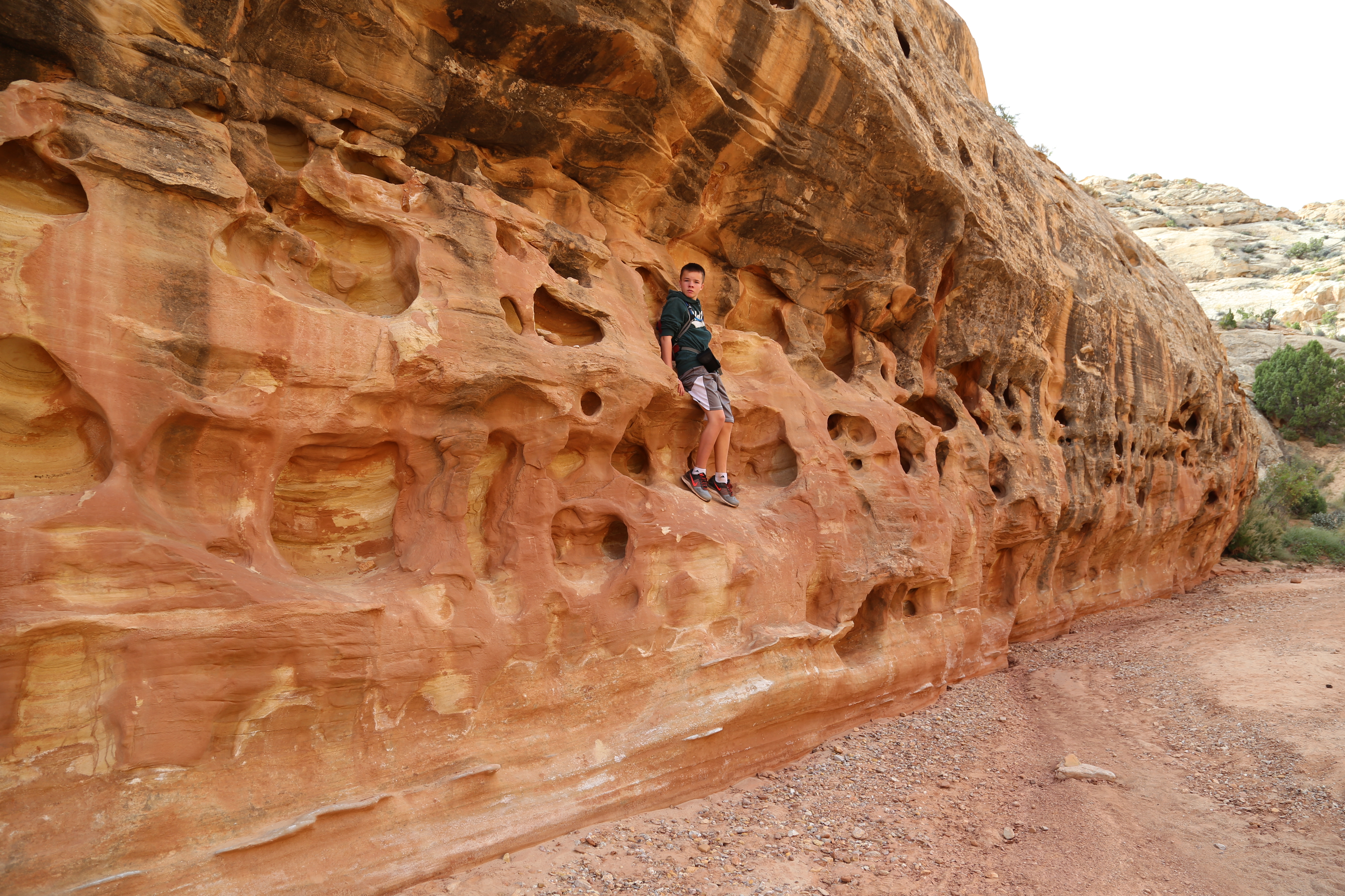 2015 Fall Break - Day 2 - Capitol Reef National Park (Grand Wash Narrows, Capitol Gorge (Petroglyphs, Narrows, Pioneer Register), Waterpocket Fold Drive (Notom-Bullfrog Road, Burr Trail Road), Hell's Backbone Grill (Boulder, Utah))