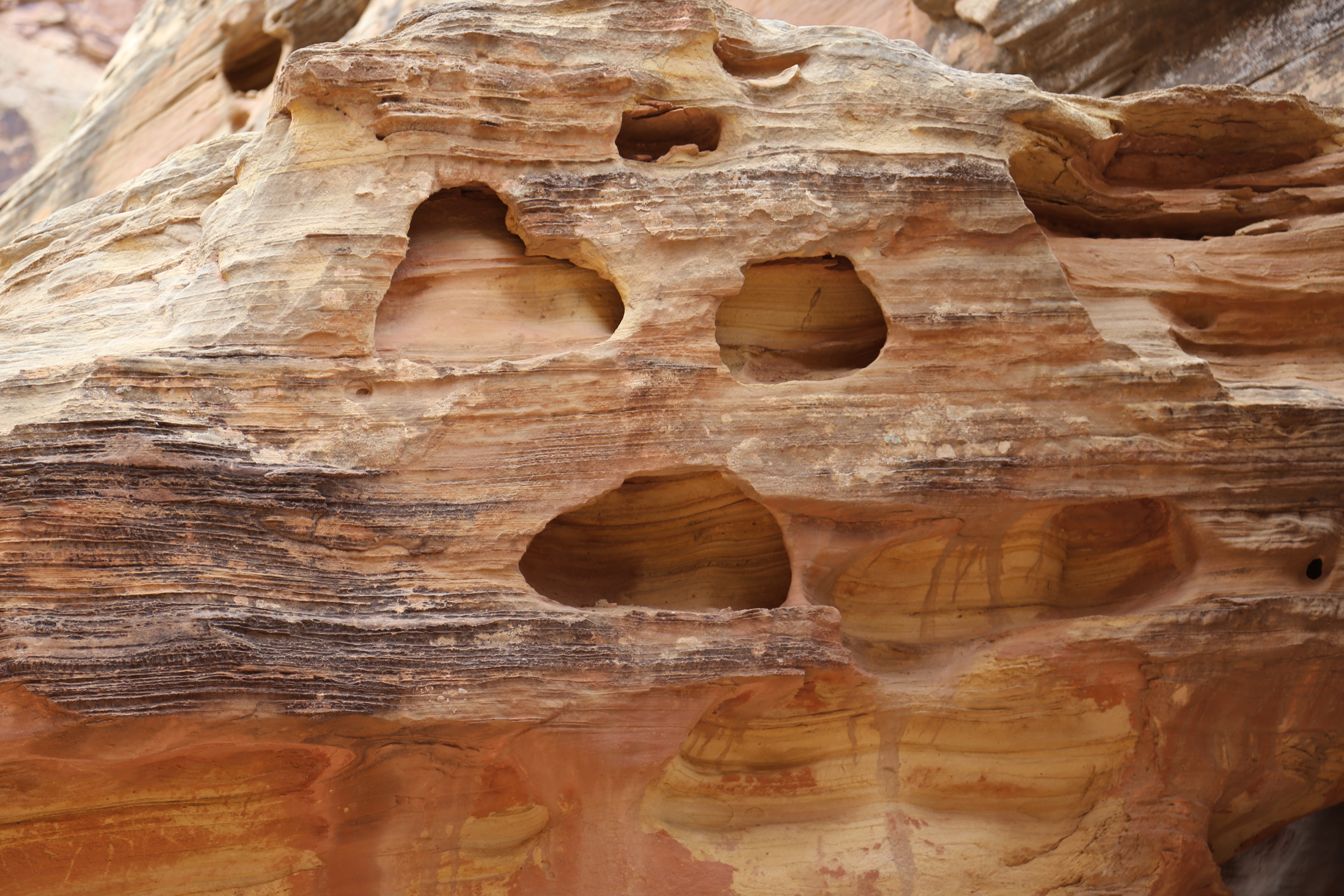 2015 Fall Break - Day 2 - Capitol Reef National Park (Grand Wash Narrows, Capitol Gorge (Petroglyphs, Narrows, Pioneer Register), Waterpocket Fold Drive (Notom-Bullfrog Road, Burr Trail Road), Hell's Backbone Grill (Boulder, Utah))