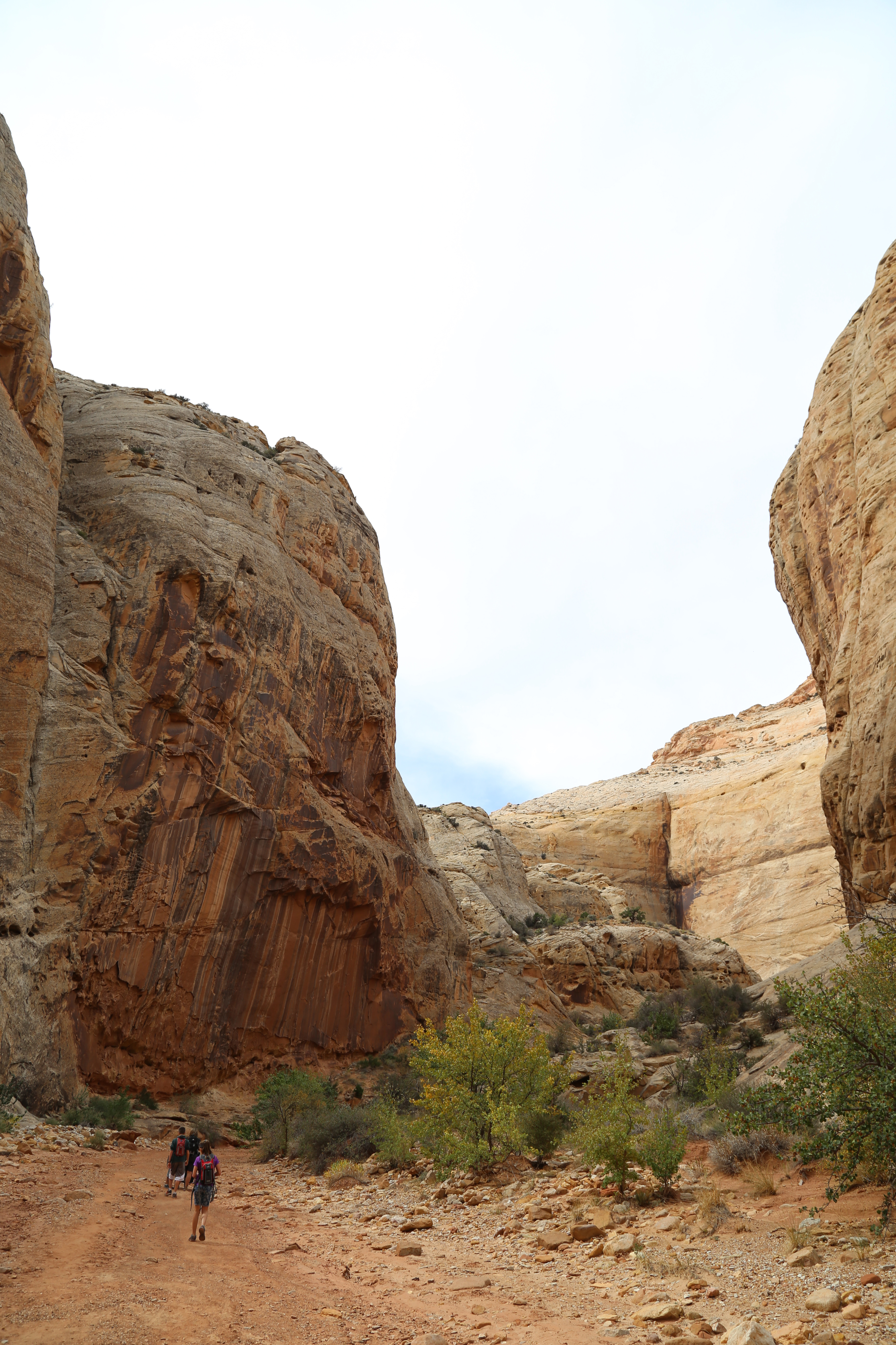 2015 Fall Break - Day 2 - Capitol Reef National Park (Grand Wash Narrows, Capitol Gorge (Petroglyphs, Narrows, Pioneer Register), Waterpocket Fold Drive (Notom-Bullfrog Road, Burr Trail Road), Hell's Backbone Grill (Boulder, Utah))