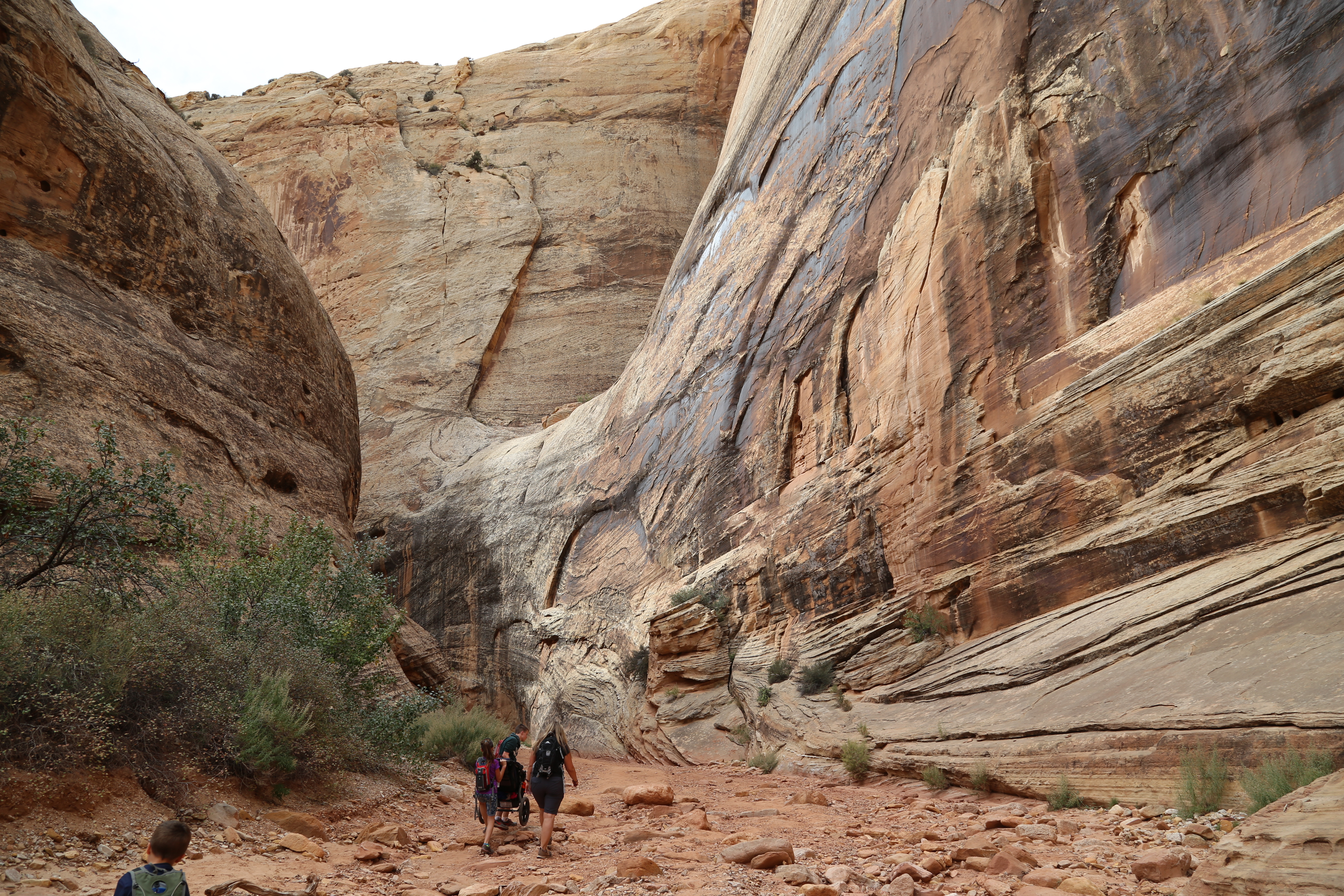 2015 Fall Break - Day 2 - Capitol Reef National Park (Grand Wash Narrows, Capitol Gorge (Petroglyphs, Narrows, Pioneer Register), Waterpocket Fold Drive (Notom-Bullfrog Road, Burr Trail Road), Hell's Backbone Grill (Boulder, Utah))