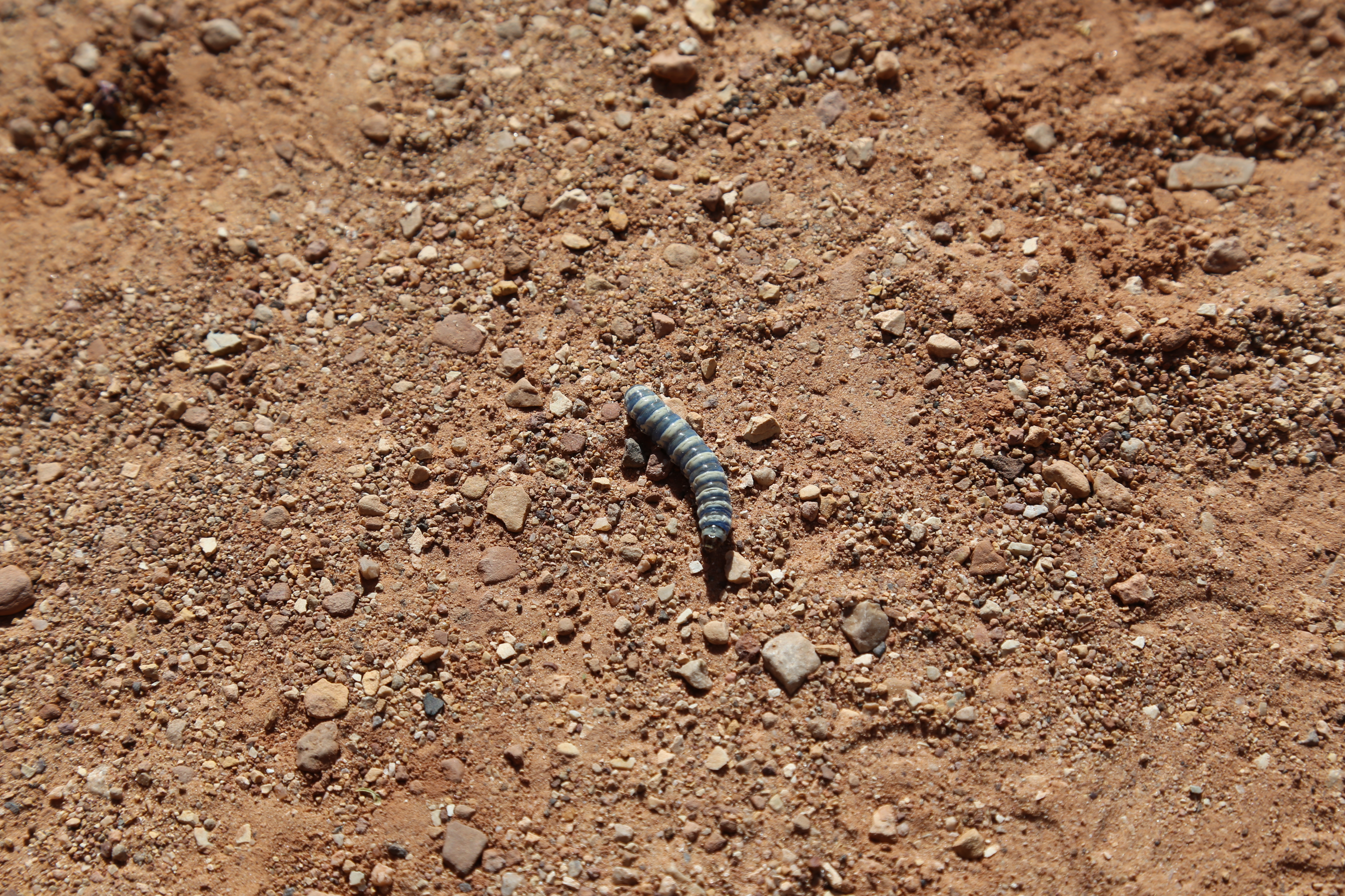 2015 Fall Break - Day 2 - Capitol Reef National Park (Grand Wash Narrows, Capitol Gorge (Petroglyphs, Narrows, Pioneer Register), Waterpocket Fold Drive (Notom-Bullfrog Road, Burr Trail Road), Hell's Backbone Grill (Boulder, Utah))