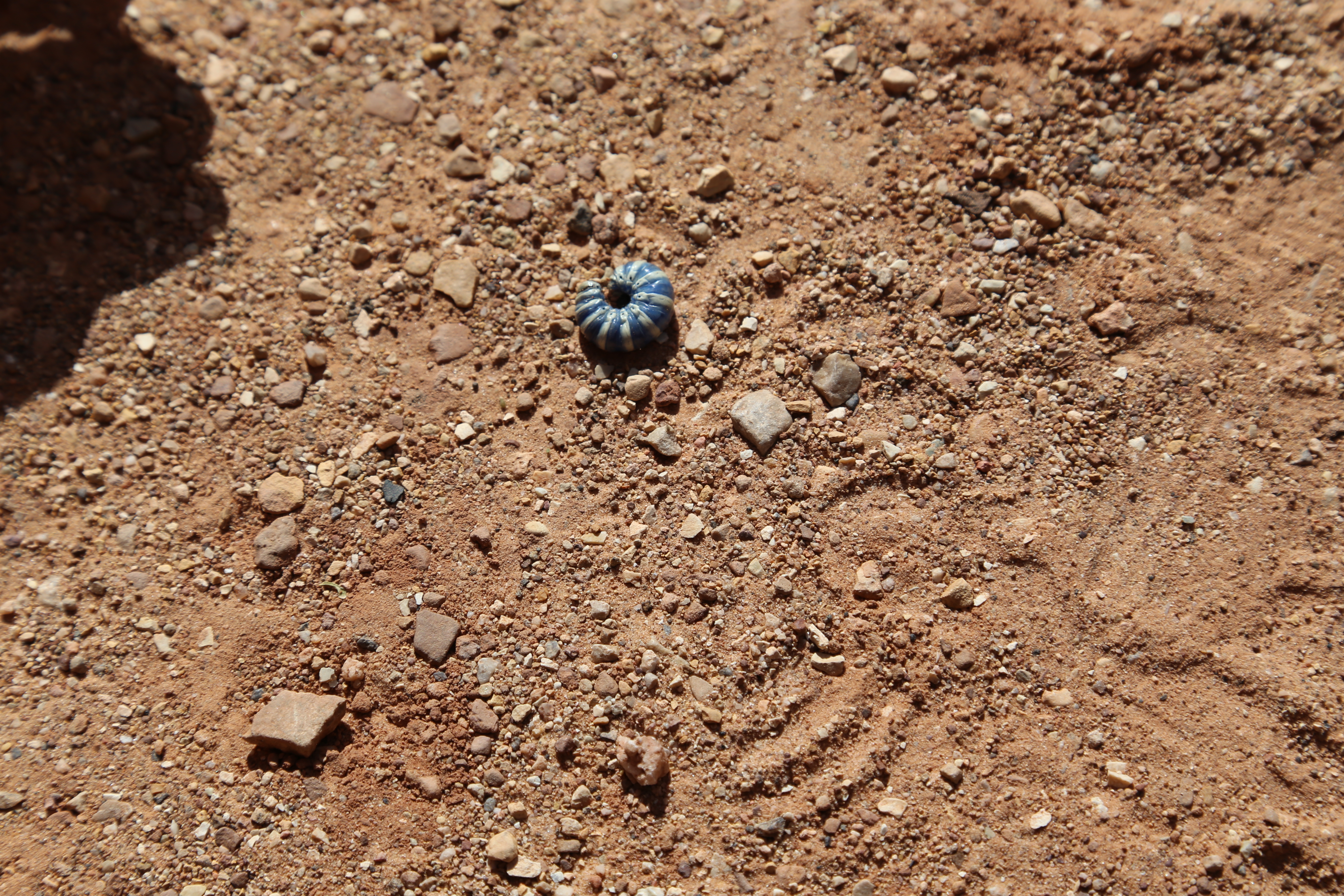 2015 Fall Break - Day 2 - Capitol Reef National Park (Grand Wash Narrows, Capitol Gorge (Petroglyphs, Narrows, Pioneer Register), Waterpocket Fold Drive (Notom-Bullfrog Road, Burr Trail Road), Hell's Backbone Grill (Boulder, Utah))