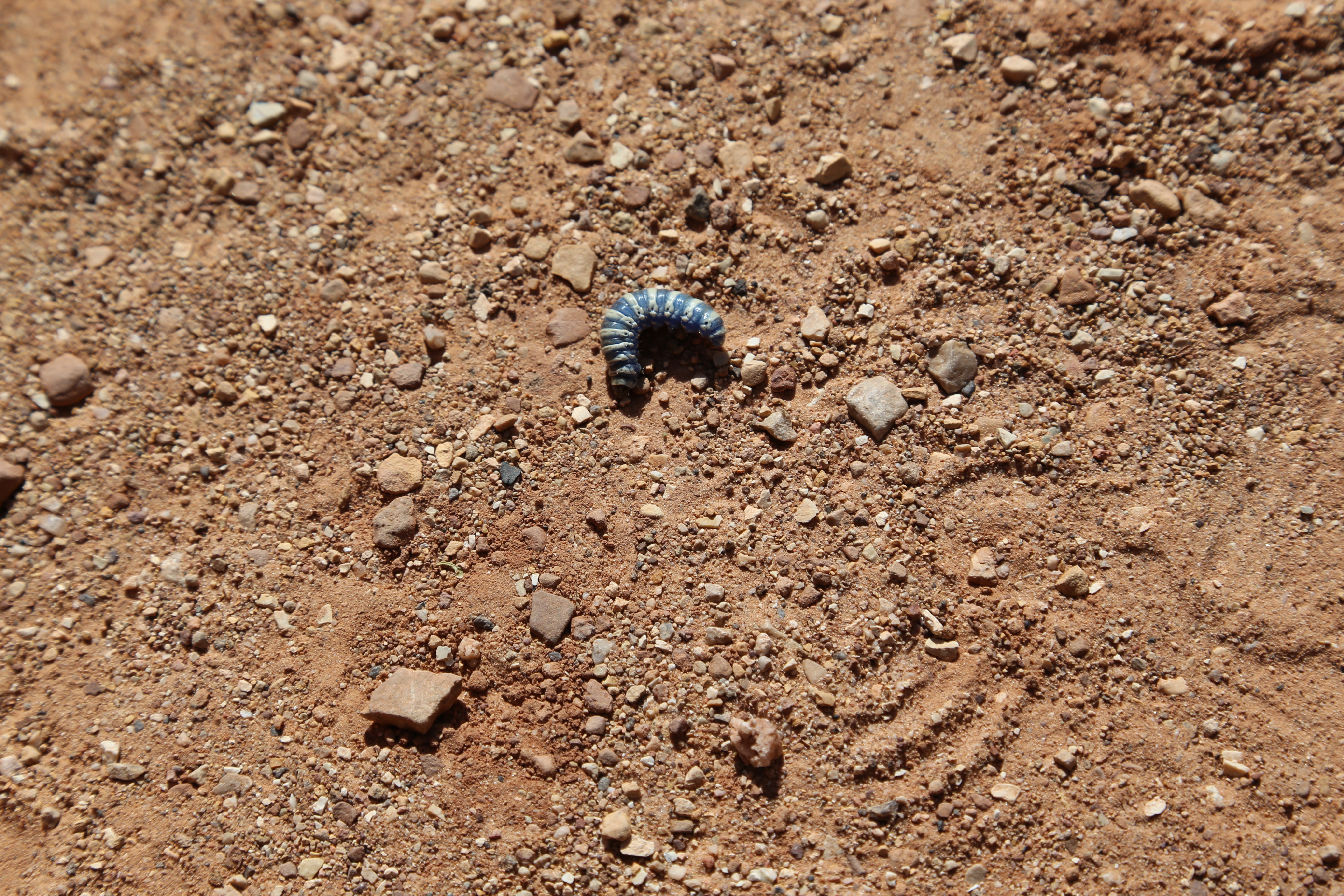 2015 Fall Break - Day 2 - Capitol Reef National Park (Grand Wash Narrows, Capitol Gorge (Petroglyphs, Narrows, Pioneer Register), Waterpocket Fold Drive (Notom-Bullfrog Road, Burr Trail Road), Hell's Backbone Grill (Boulder, Utah))