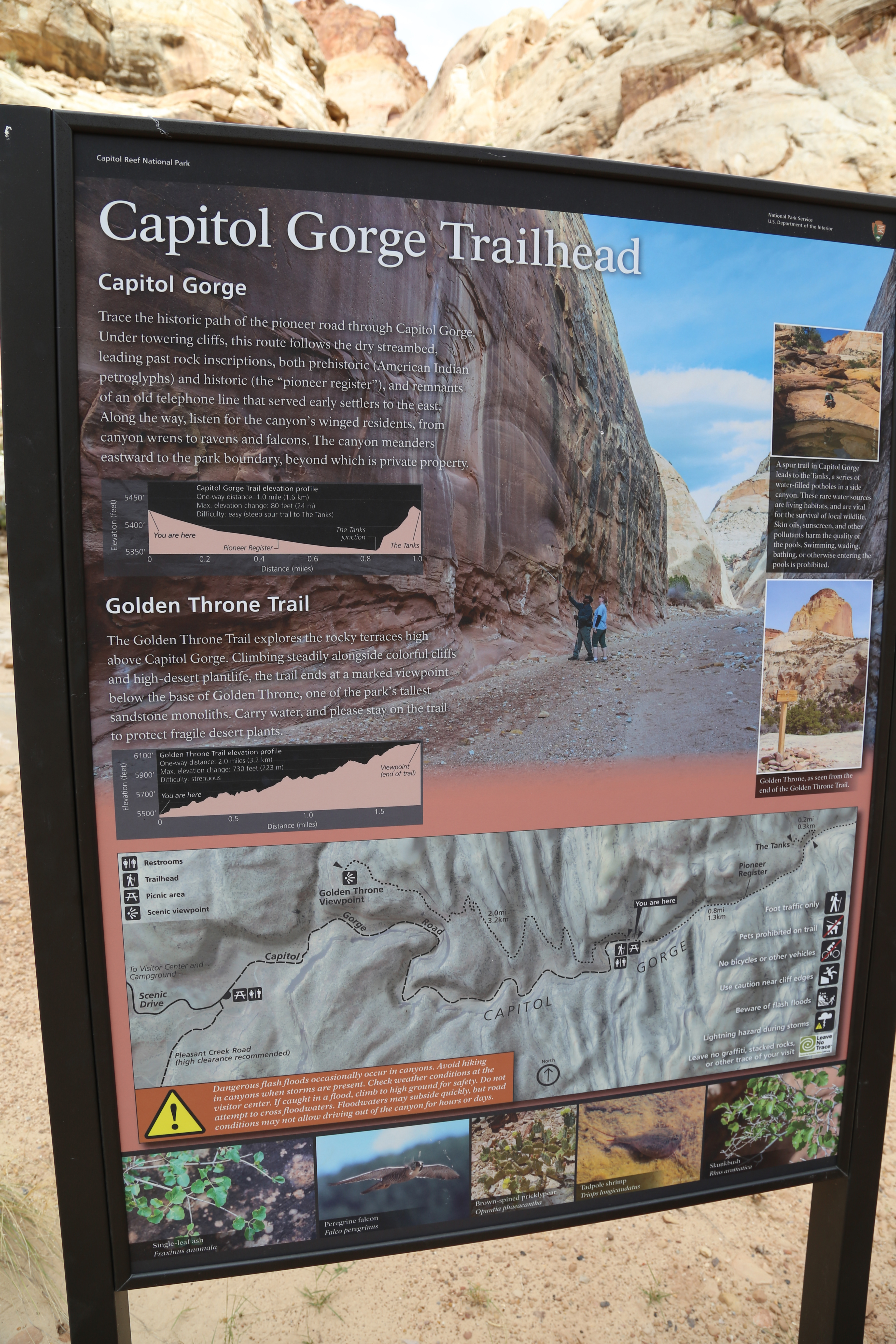 2015 Fall Break - Day 2 - Capitol Reef National Park (Grand Wash Narrows, Capitol Gorge (Petroglyphs, Narrows, Pioneer Register), Waterpocket Fold Drive (Notom-Bullfrog Road, Burr Trail Road), Hell's Backbone Grill (Boulder, Utah))