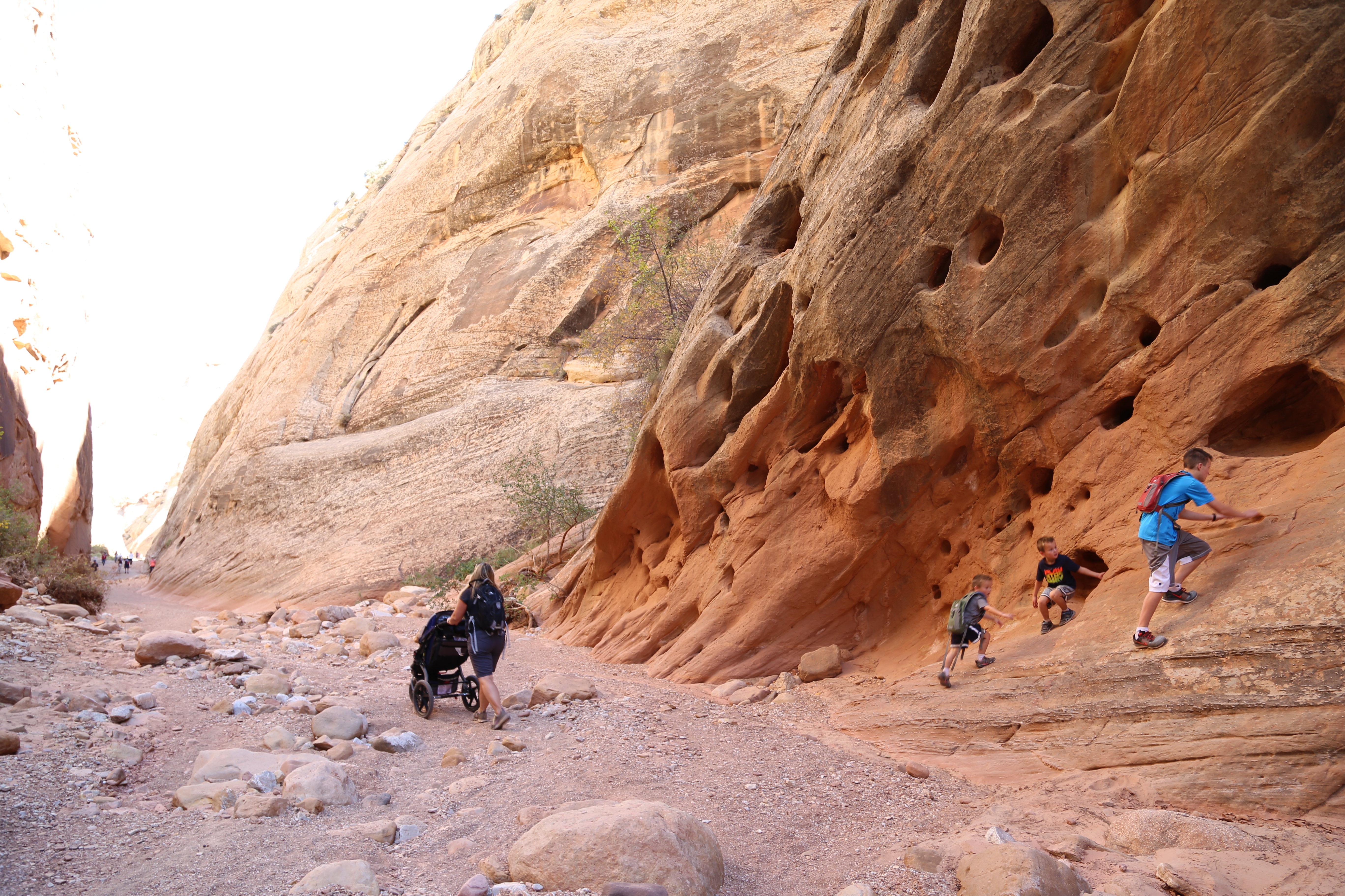 2015 Fall Break - Day 2 - Capitol Reef National Park (Grand Wash Narrows, Capitol Gorge (Petroglyphs, Narrows, Pioneer Register), Waterpocket Fold Drive (Notom-Bullfrog Road, Burr Trail Road), Hell's Backbone Grill (Boulder, Utah))