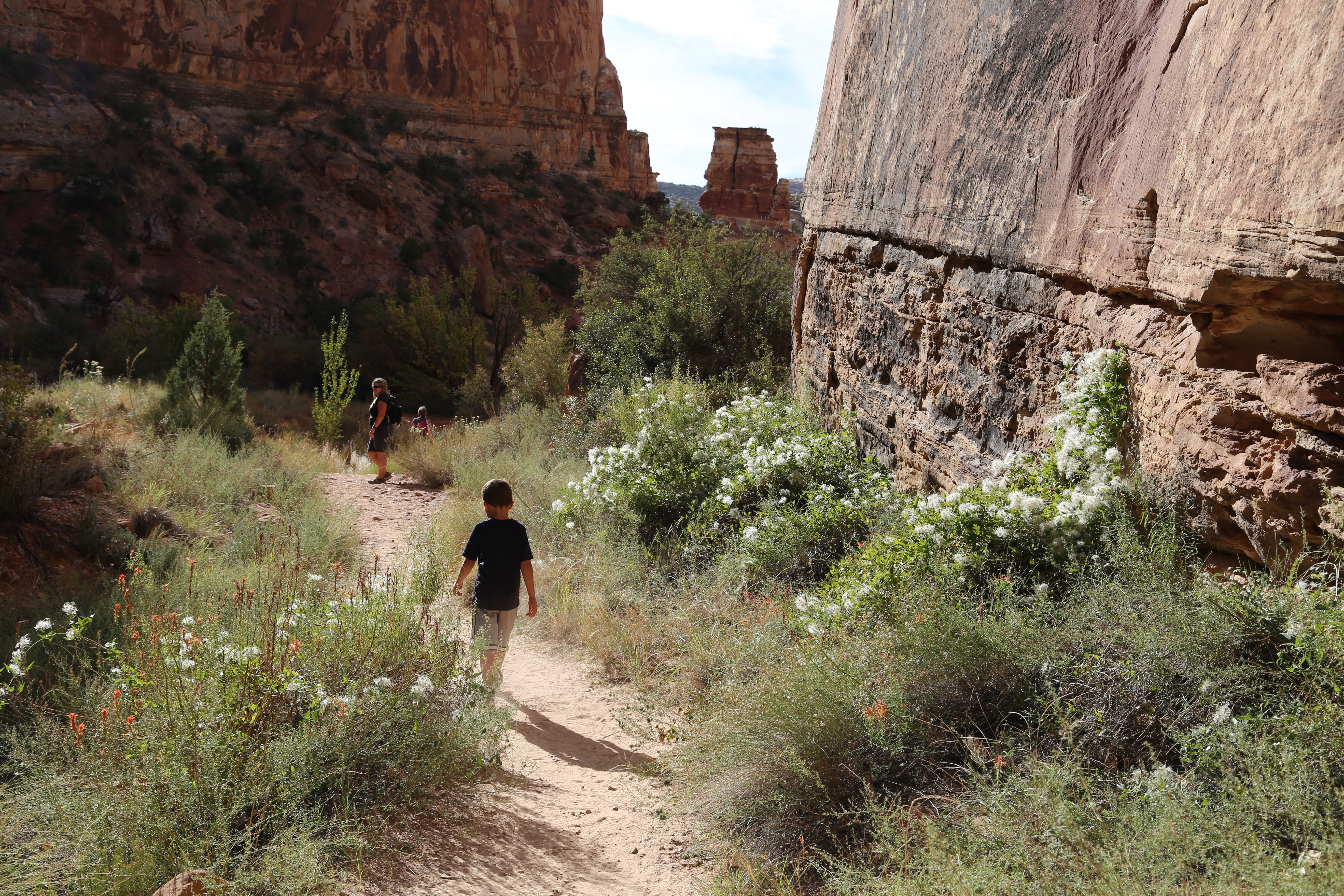 2015 Fall Break - Day 2 - Capitol Reef National Park (Grand Wash Narrows, Capitol Gorge (Petroglyphs, Narrows, Pioneer Register), Waterpocket Fold Drive (Notom-Bullfrog Road, Burr Trail Road), Hell's Backbone Grill (Boulder, Utah))