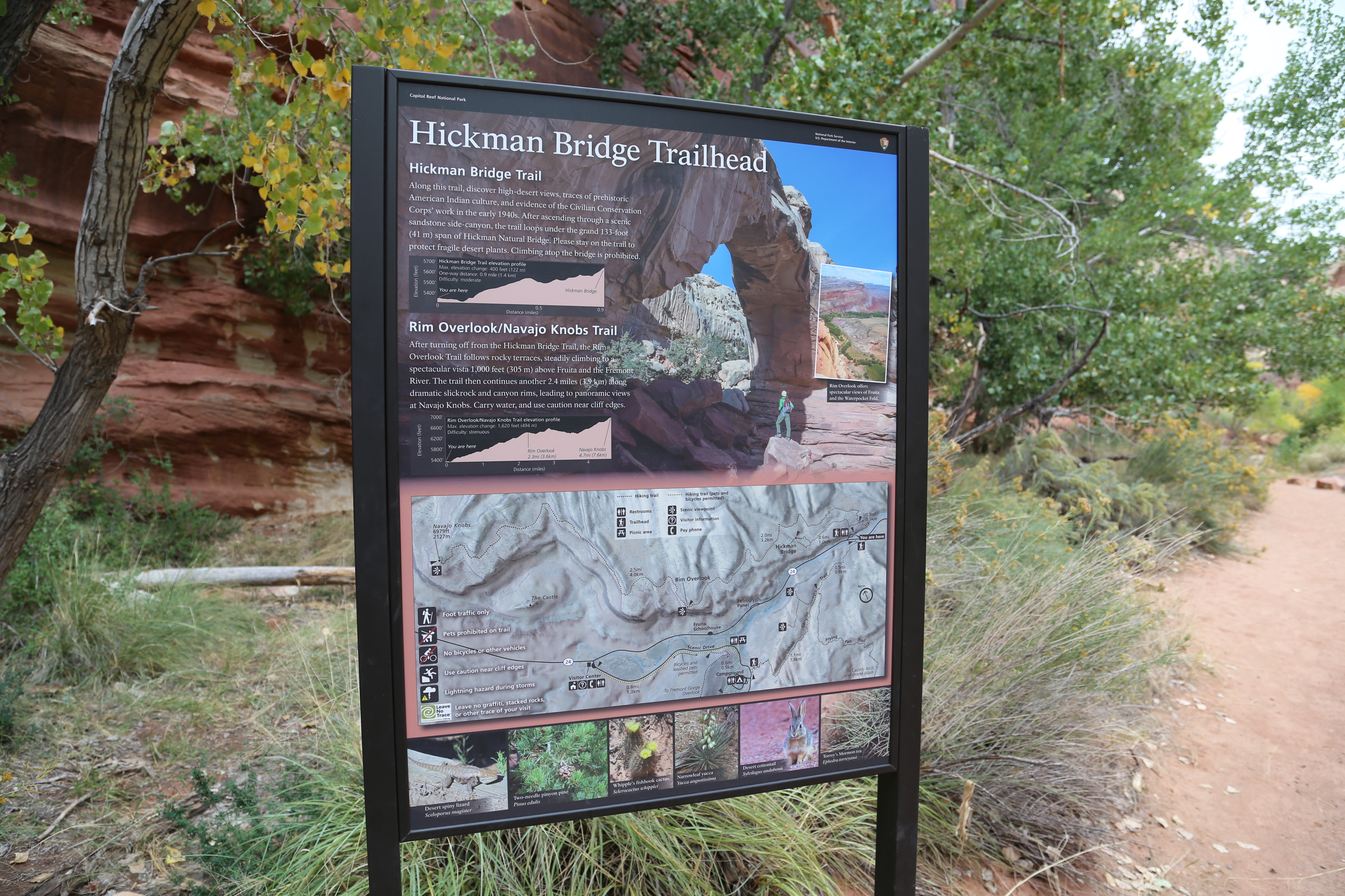 2015 Fall Break - Day 3 - Capitol Reef National Park (Gifford House Pies, Hickman Bridge Arch, Snakes Alive!, Picking Apples in the Fruita Pioneer Orchards, Goosenecks Overlook, Panorama Point), Eating Rattlesnakes at Cafe Diablo (Torrey, Utah)