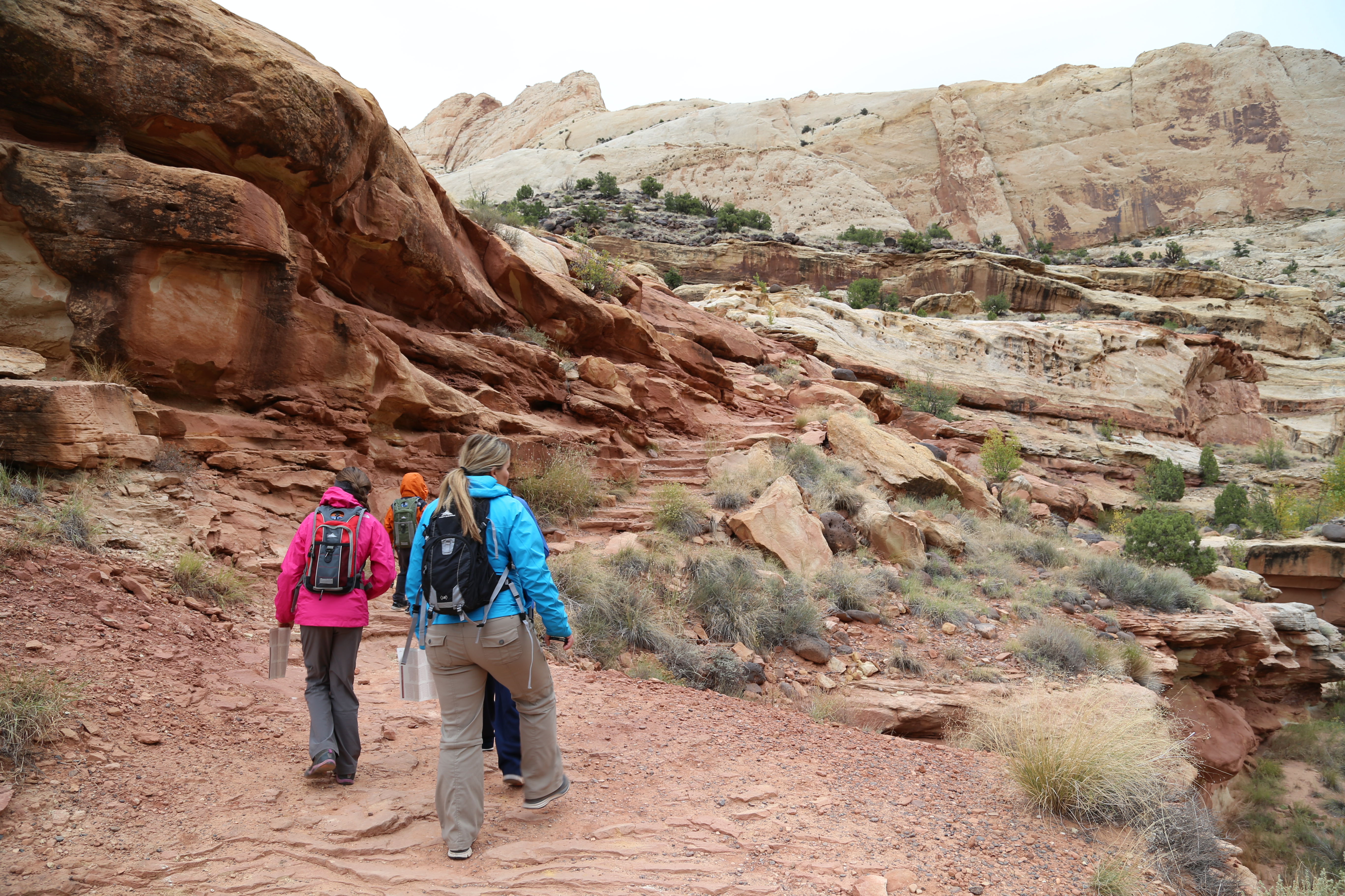 2015 Fall Break - Day 3 - Capitol Reef National Park (Gifford House Pies, Hickman Bridge Arch, Snakes Alive!, Picking Apples in the Fruita Pioneer Orchards, Goosenecks Overlook, Panorama Point), Eating Rattlesnakes at Cafe Diablo (Torrey, Utah)