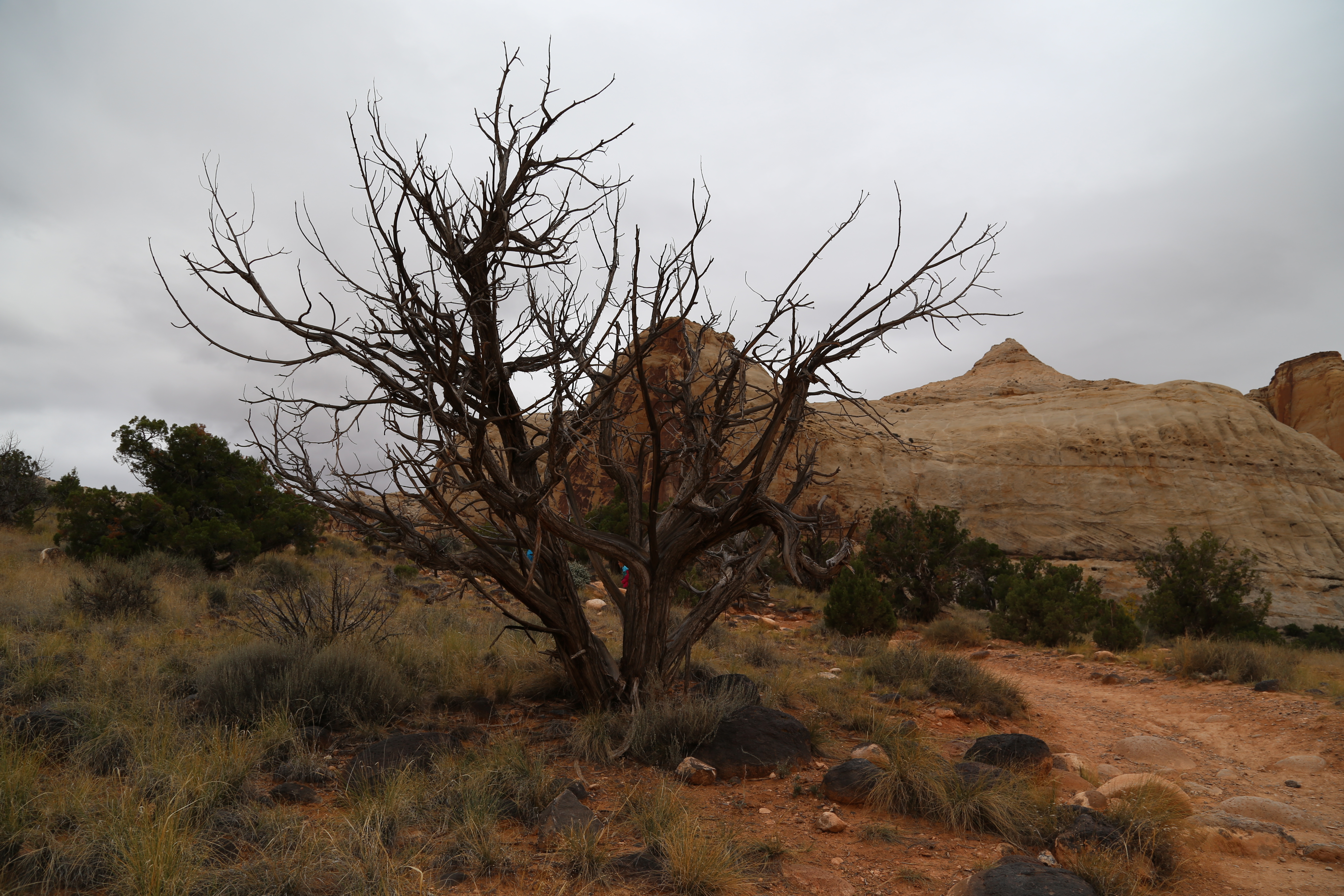 2015 Fall Break - Day 3 - Capitol Reef National Park (Gifford House Pies, Hickman Bridge Arch, Snakes Alive!, Picking Apples in the Fruita Pioneer Orchards, Goosenecks Overlook, Panorama Point), Eating Rattlesnakes at Cafe Diablo (Torrey, Utah)