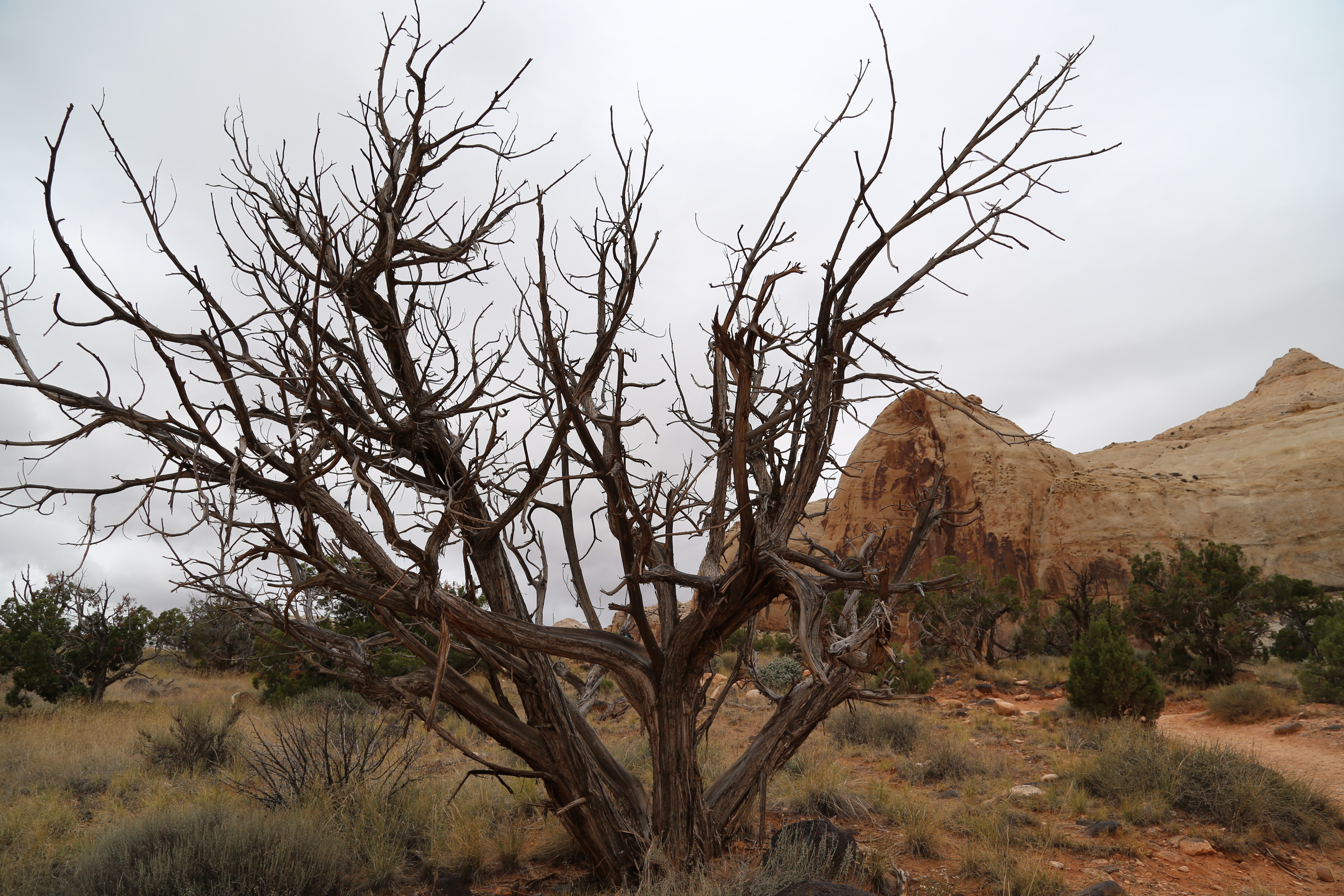 2015 Fall Break - Day 3 - Capitol Reef National Park (Gifford House Pies, Hickman Bridge Arch, Snakes Alive!, Picking Apples in the Fruita Pioneer Orchards, Goosenecks Overlook, Panorama Point), Eating Rattlesnakes at Cafe Diablo (Torrey, Utah)