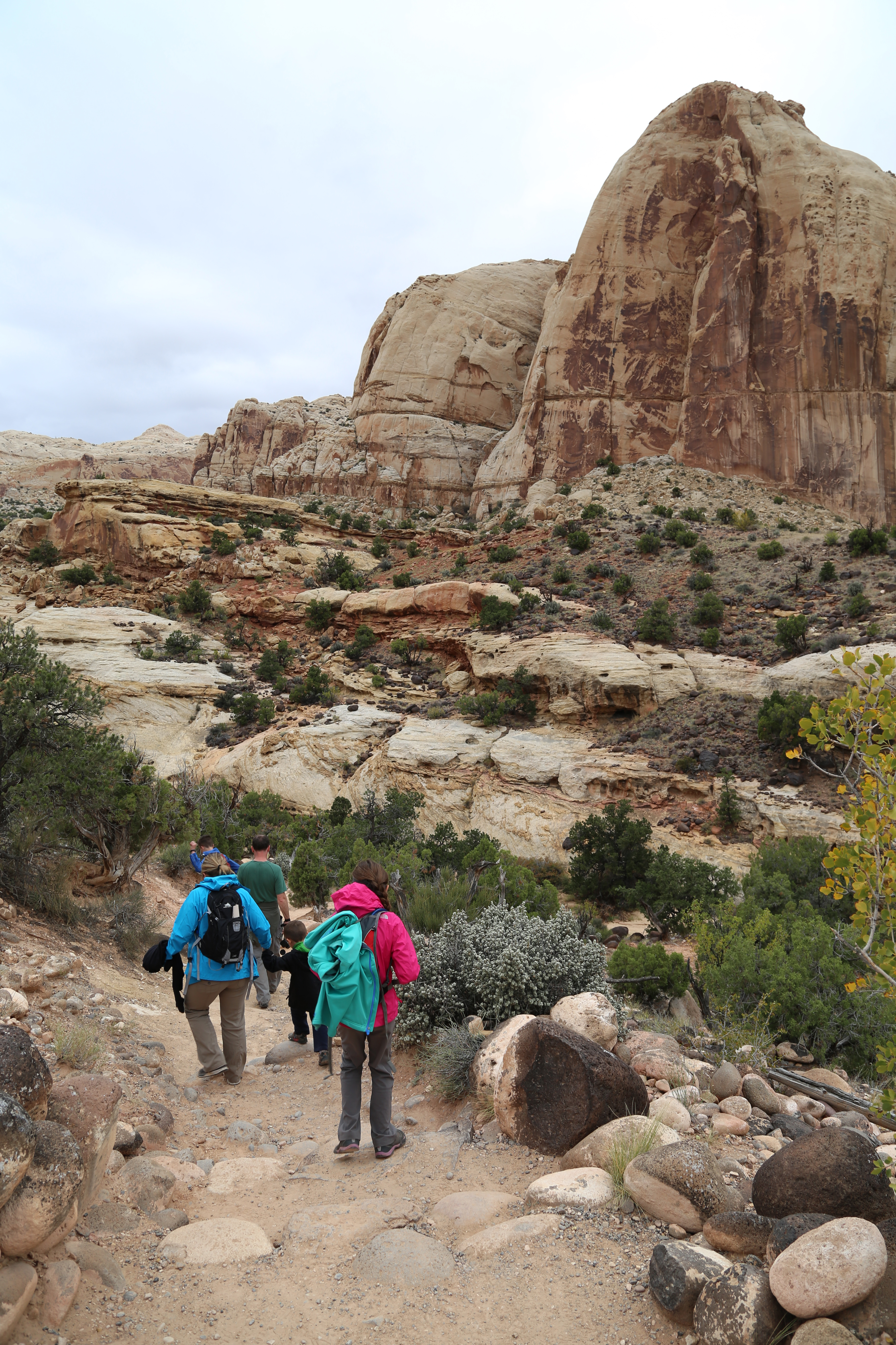 2015 Fall Break - Day 3 - Capitol Reef National Park (Gifford House Pies, Hickman Bridge Arch, Snakes Alive!, Picking Apples in the Fruita Pioneer Orchards, Goosenecks Overlook, Panorama Point), Eating Rattlesnakes at Cafe Diablo (Torrey, Utah)