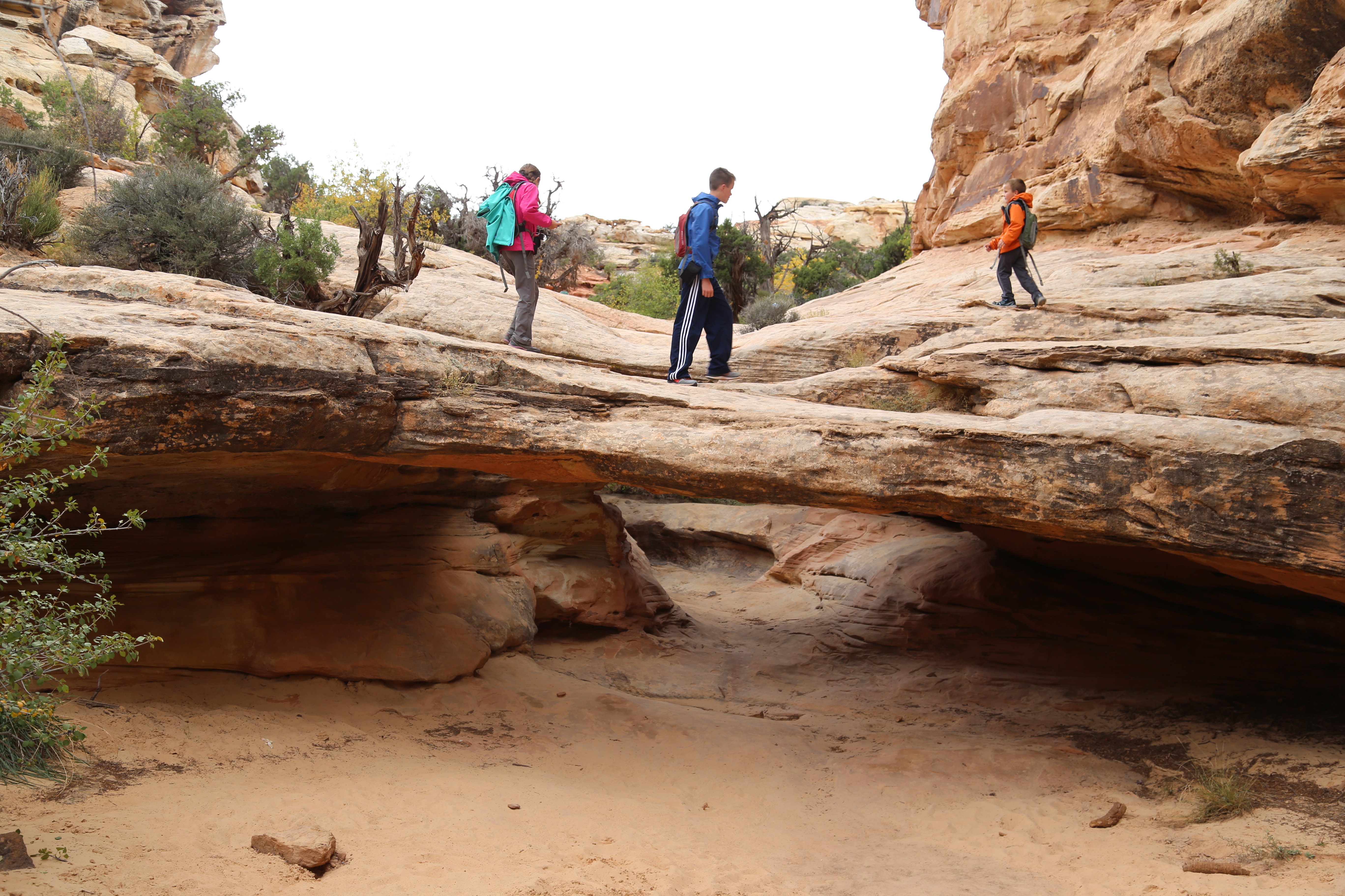 2015 Fall Break - Day 3 - Capitol Reef National Park (Gifford House Pies, Hickman Bridge Arch, Snakes Alive!, Picking Apples in the Fruita Pioneer Orchards, Goosenecks Overlook, Panorama Point), Eating Rattlesnakes at Cafe Diablo (Torrey, Utah)