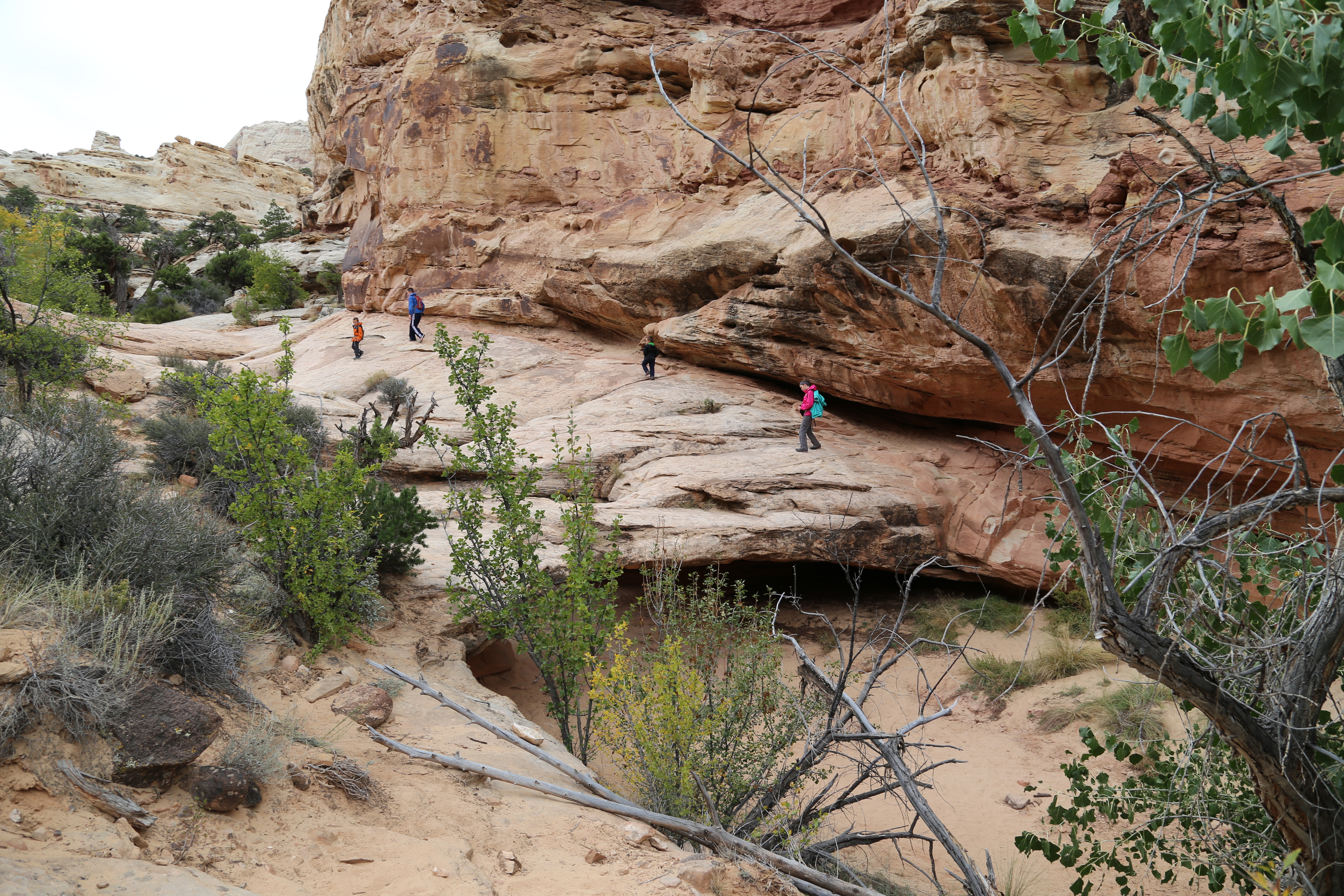 2015 Fall Break - Day 3 - Capitol Reef National Park (Gifford House Pies, Hickman Bridge Arch, Snakes Alive!, Picking Apples in the Fruita Pioneer Orchards, Goosenecks Overlook, Panorama Point), Eating Rattlesnakes at Cafe Diablo (Torrey, Utah)