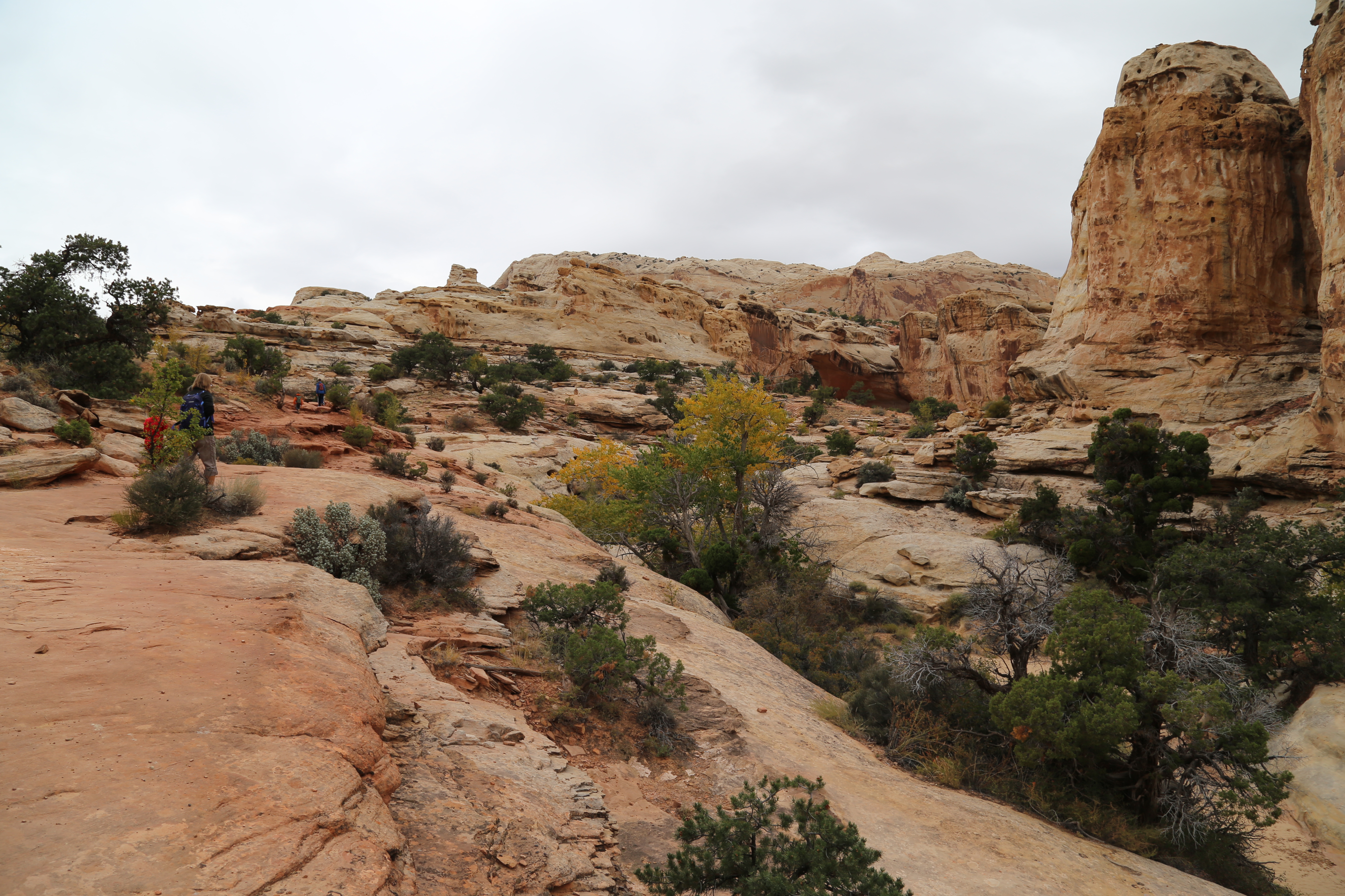 2015 Fall Break - Day 3 - Capitol Reef National Park (Gifford House Pies, Hickman Bridge Arch, Snakes Alive!, Picking Apples in the Fruita Pioneer Orchards, Goosenecks Overlook, Panorama Point), Eating Rattlesnakes at Cafe Diablo (Torrey, Utah)