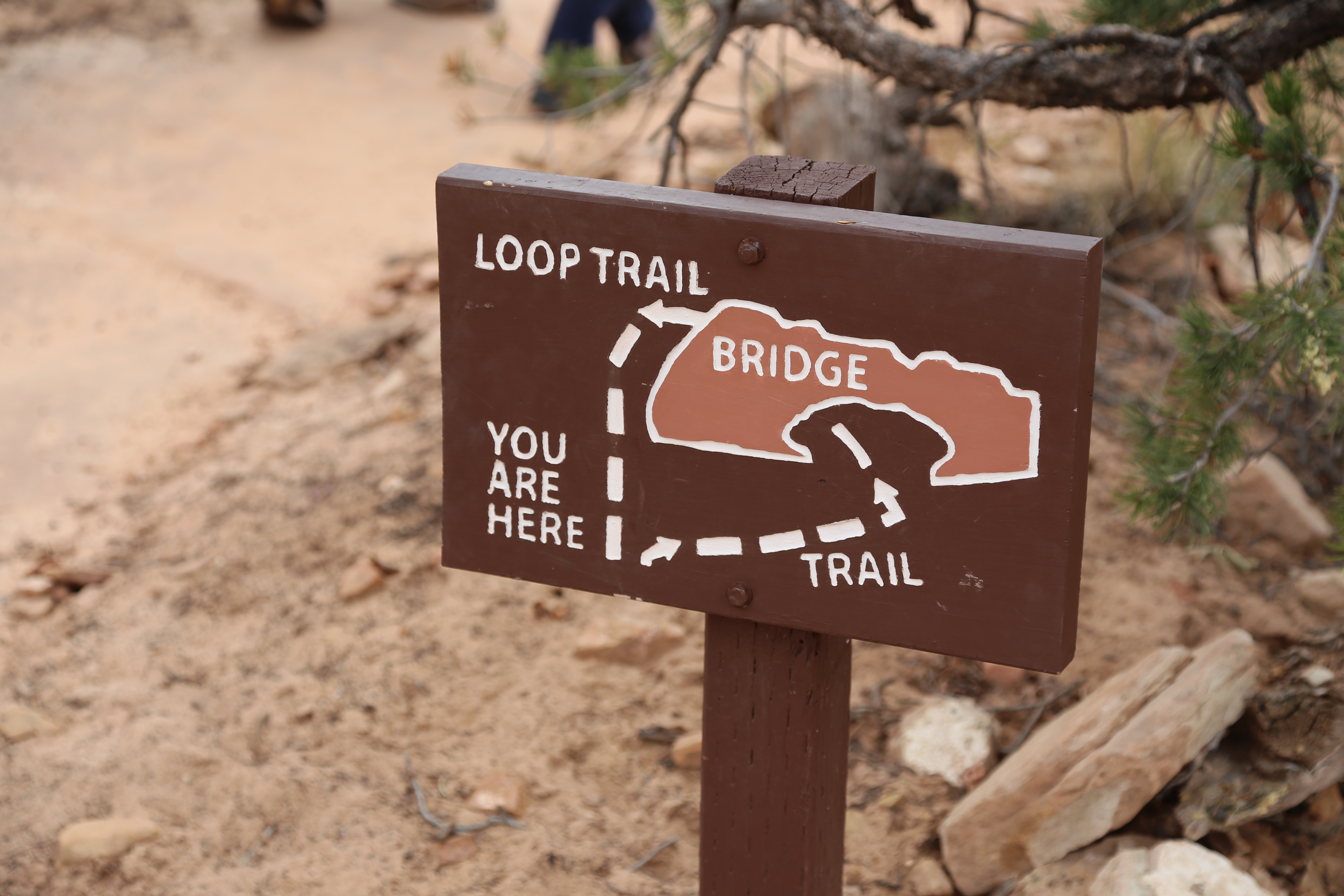 2015 Fall Break - Day 3 - Capitol Reef National Park (Gifford House Pies, Hickman Bridge Arch, Snakes Alive!, Picking Apples in the Fruita Pioneer Orchards, Goosenecks Overlook, Panorama Point), Eating Rattlesnakes at Cafe Diablo (Torrey, Utah)