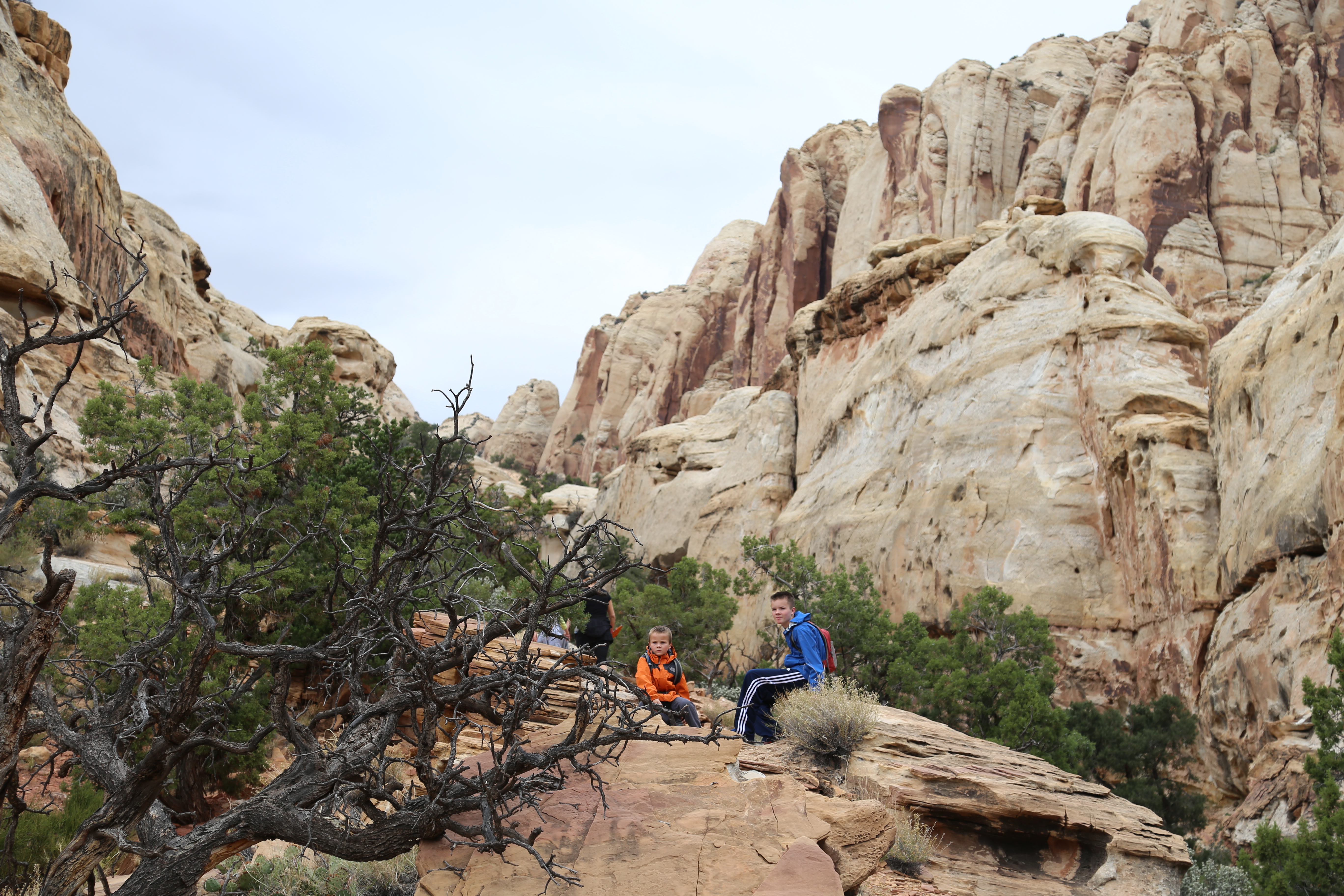 2015 Fall Break - Day 3 - Capitol Reef National Park (Gifford House Pies, Hickman Bridge Arch, Snakes Alive!, Picking Apples in the Fruita Pioneer Orchards, Goosenecks Overlook, Panorama Point), Eating Rattlesnakes at Cafe Diablo (Torrey, Utah)