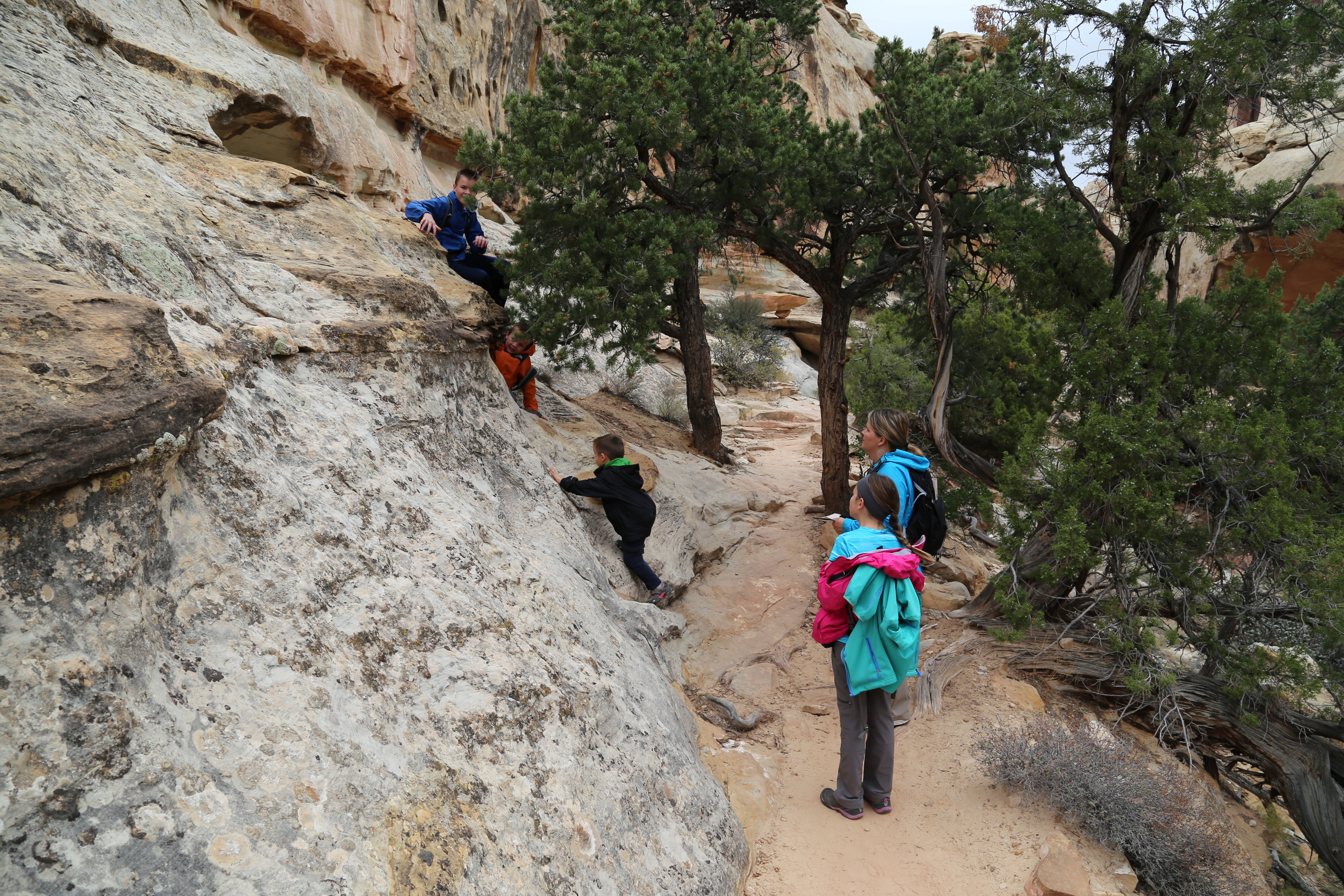 2015 Fall Break - Day 3 - Capitol Reef National Park (Gifford House Pies, Hickman Bridge Arch, Snakes Alive!, Picking Apples in the Fruita Pioneer Orchards, Goosenecks Overlook, Panorama Point), Eating Rattlesnakes at Cafe Diablo (Torrey, Utah)