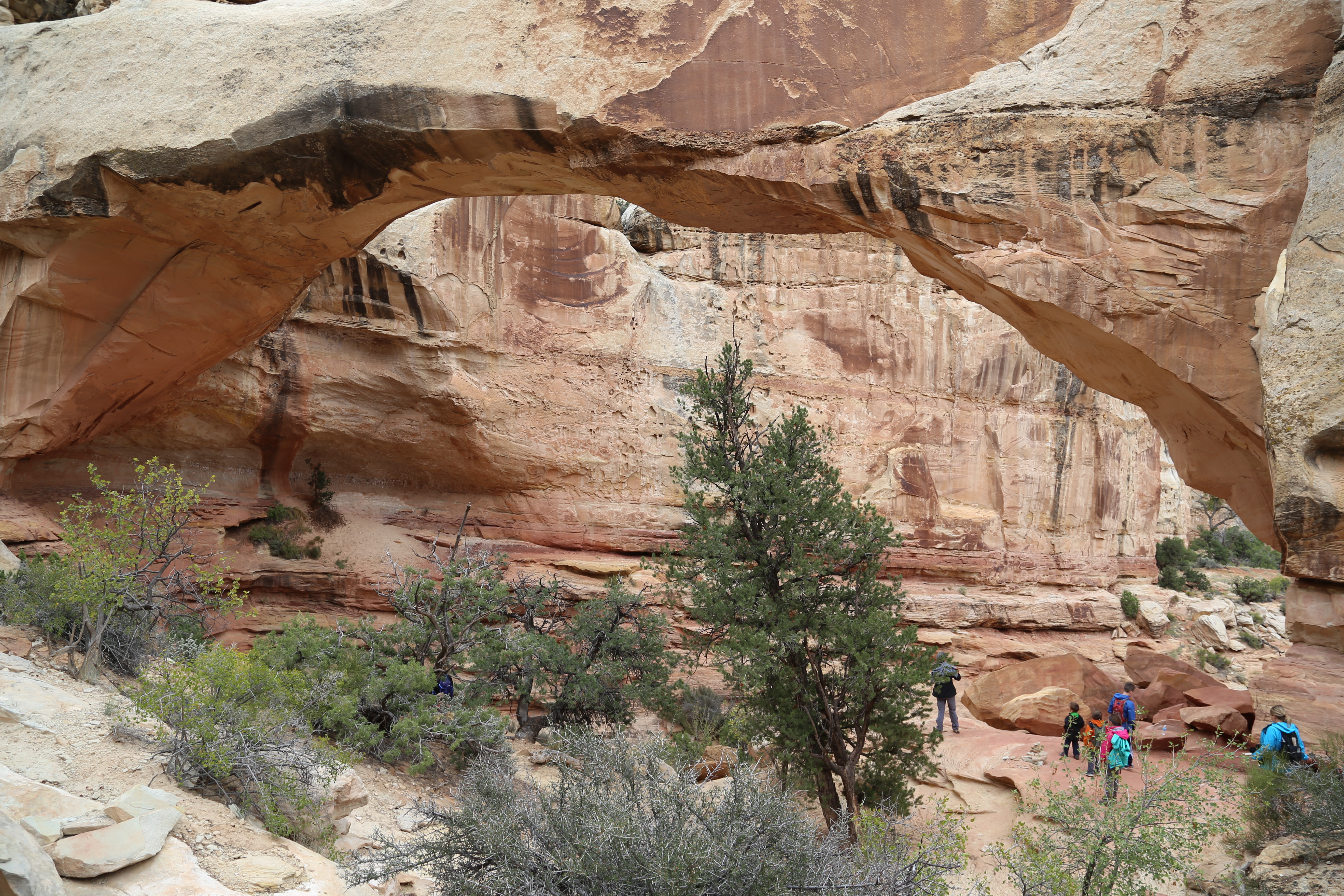 2015 Fall Break - Day 3 - Capitol Reef National Park (Gifford House Pies, Hickman Bridge Arch, Snakes Alive!, Picking Apples in the Fruita Pioneer Orchards, Goosenecks Overlook, Panorama Point), Eating Rattlesnakes at Cafe Diablo (Torrey, Utah)