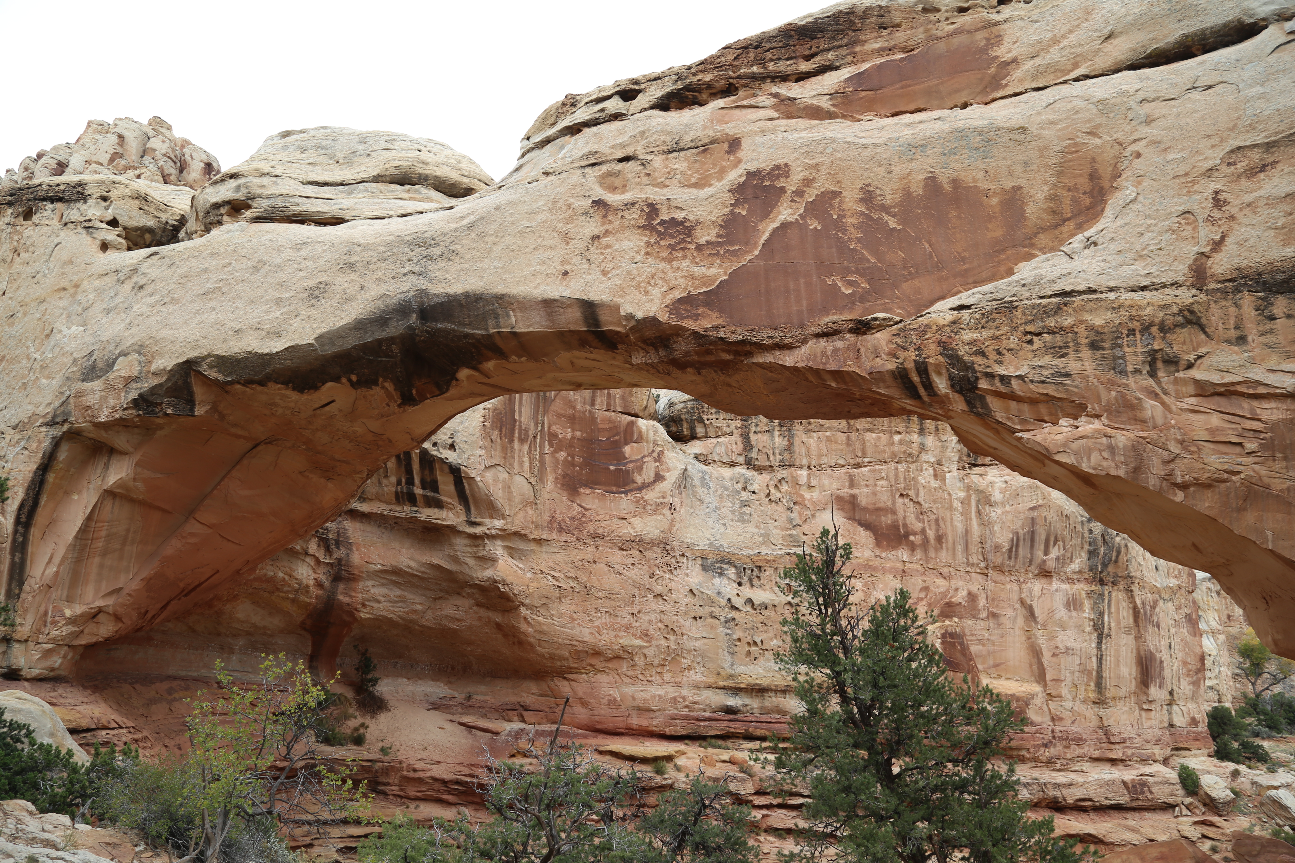 2015 Fall Break - Day 3 - Capitol Reef National Park (Gifford House Pies, Hickman Bridge Arch, Snakes Alive!, Picking Apples in the Fruita Pioneer Orchards, Goosenecks Overlook, Panorama Point), Eating Rattlesnakes at Cafe Diablo (Torrey, Utah)