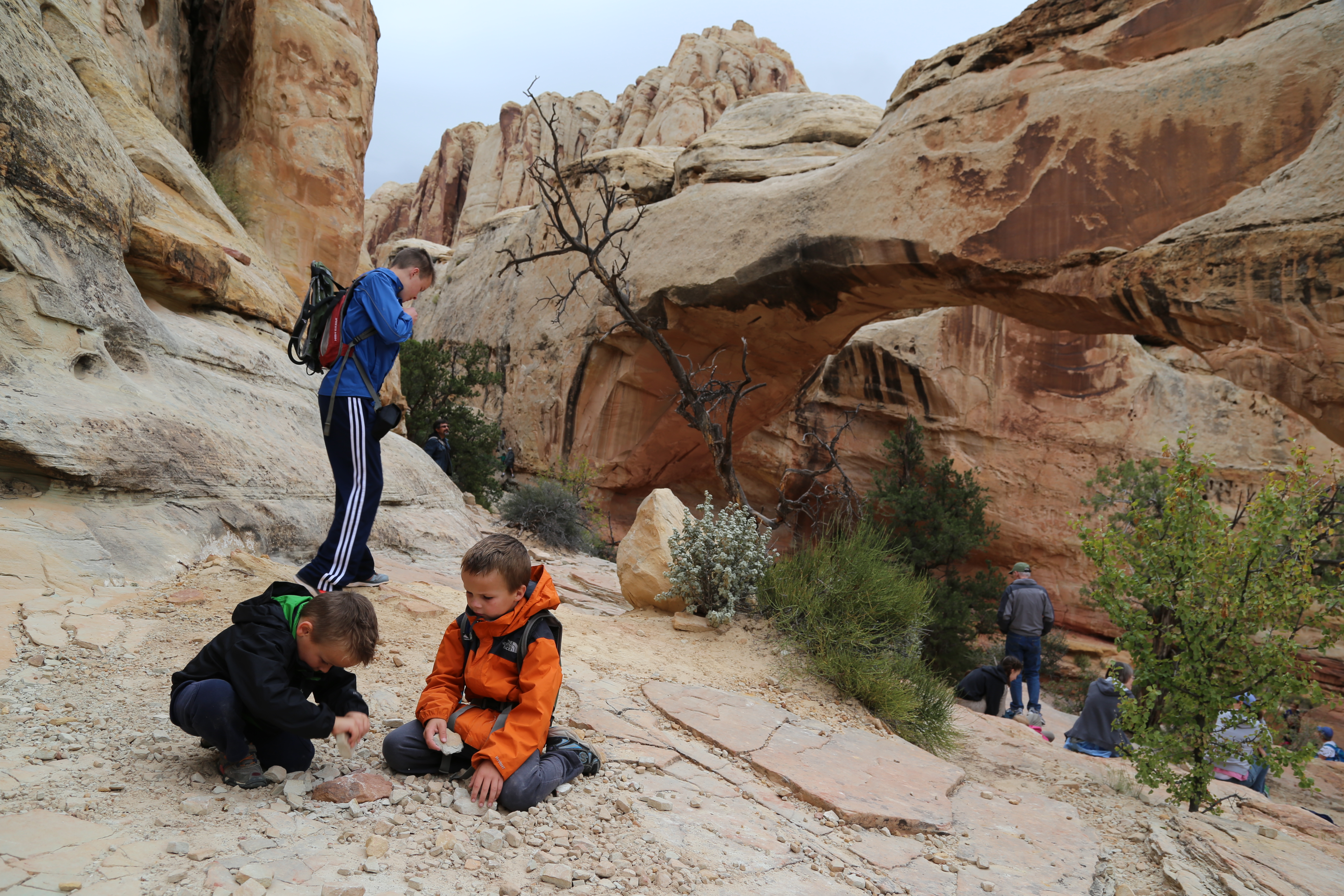 2015 Fall Break - Day 3 - Capitol Reef National Park (Gifford House Pies, Hickman Bridge Arch, Snakes Alive!, Picking Apples in the Fruita Pioneer Orchards, Goosenecks Overlook, Panorama Point), Eating Rattlesnakes at Cafe Diablo (Torrey, Utah)