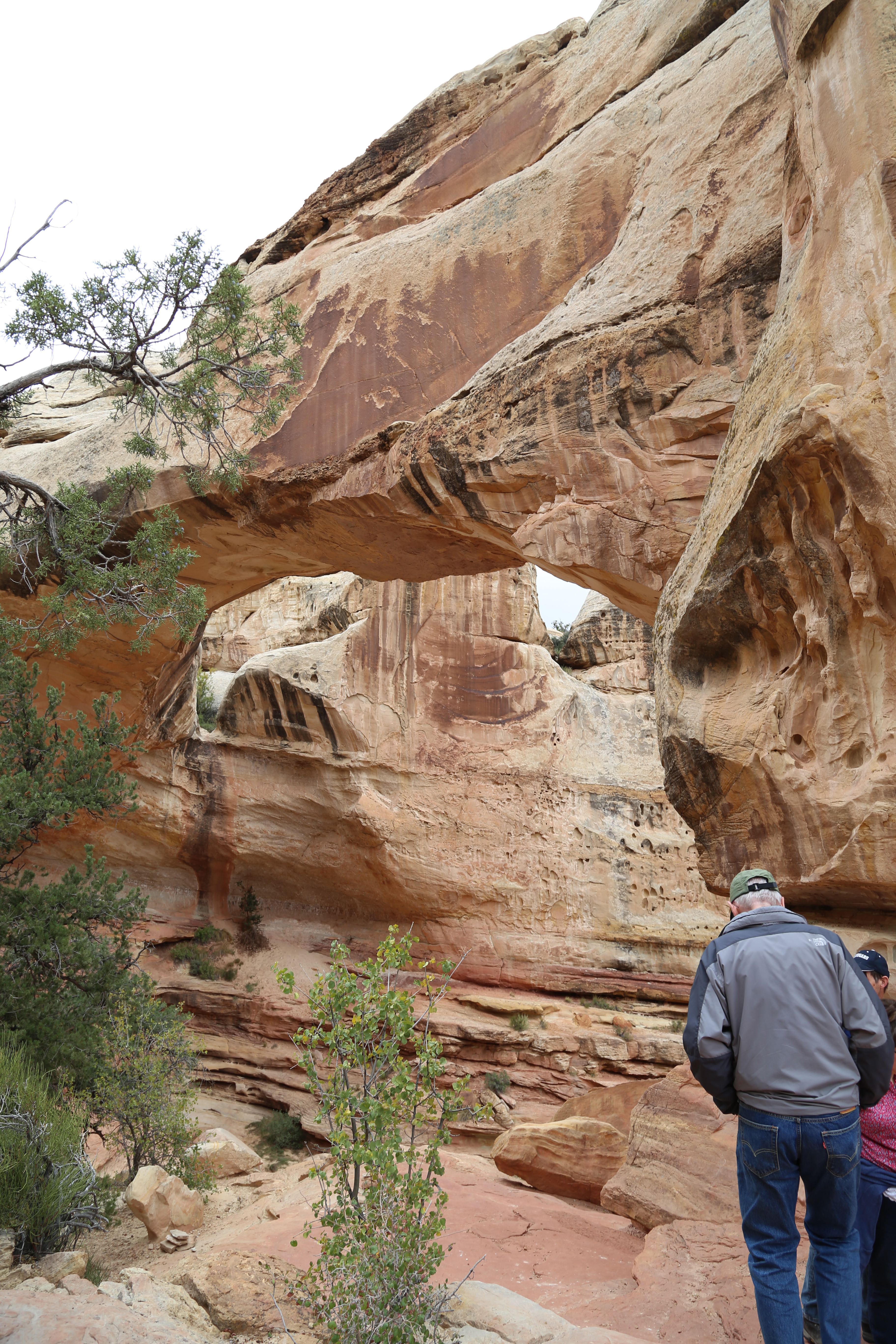 2015 Fall Break - Day 3 - Capitol Reef National Park (Gifford House Pies, Hickman Bridge Arch, Snakes Alive!, Picking Apples in the Fruita Pioneer Orchards, Goosenecks Overlook, Panorama Point), Eating Rattlesnakes at Cafe Diablo (Torrey, Utah)