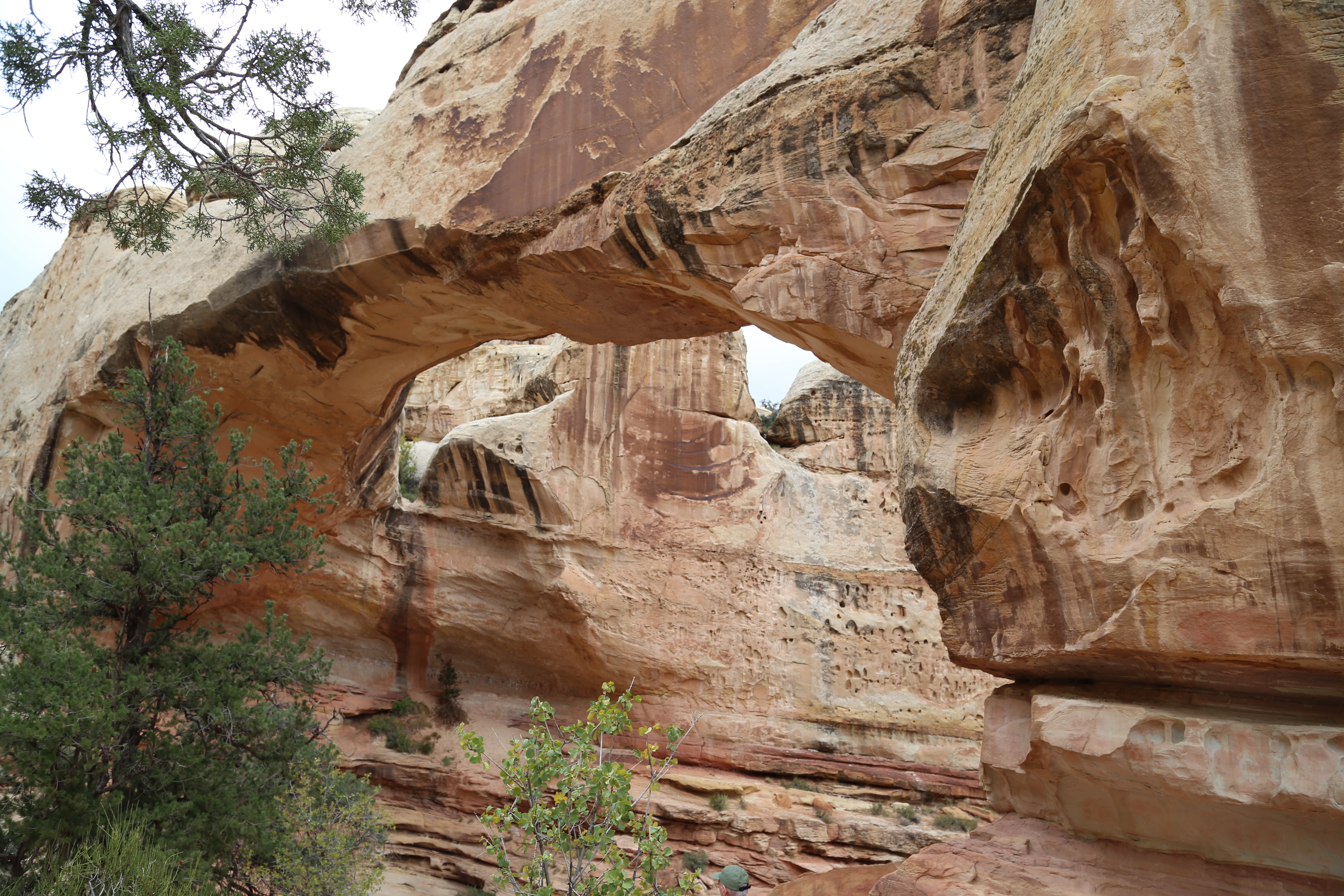 2015 Fall Break - Day 3 - Capitol Reef National Park (Gifford House Pies, Hickman Bridge Arch, Snakes Alive!, Picking Apples in the Fruita Pioneer Orchards, Goosenecks Overlook, Panorama Point), Eating Rattlesnakes at Cafe Diablo (Torrey, Utah)