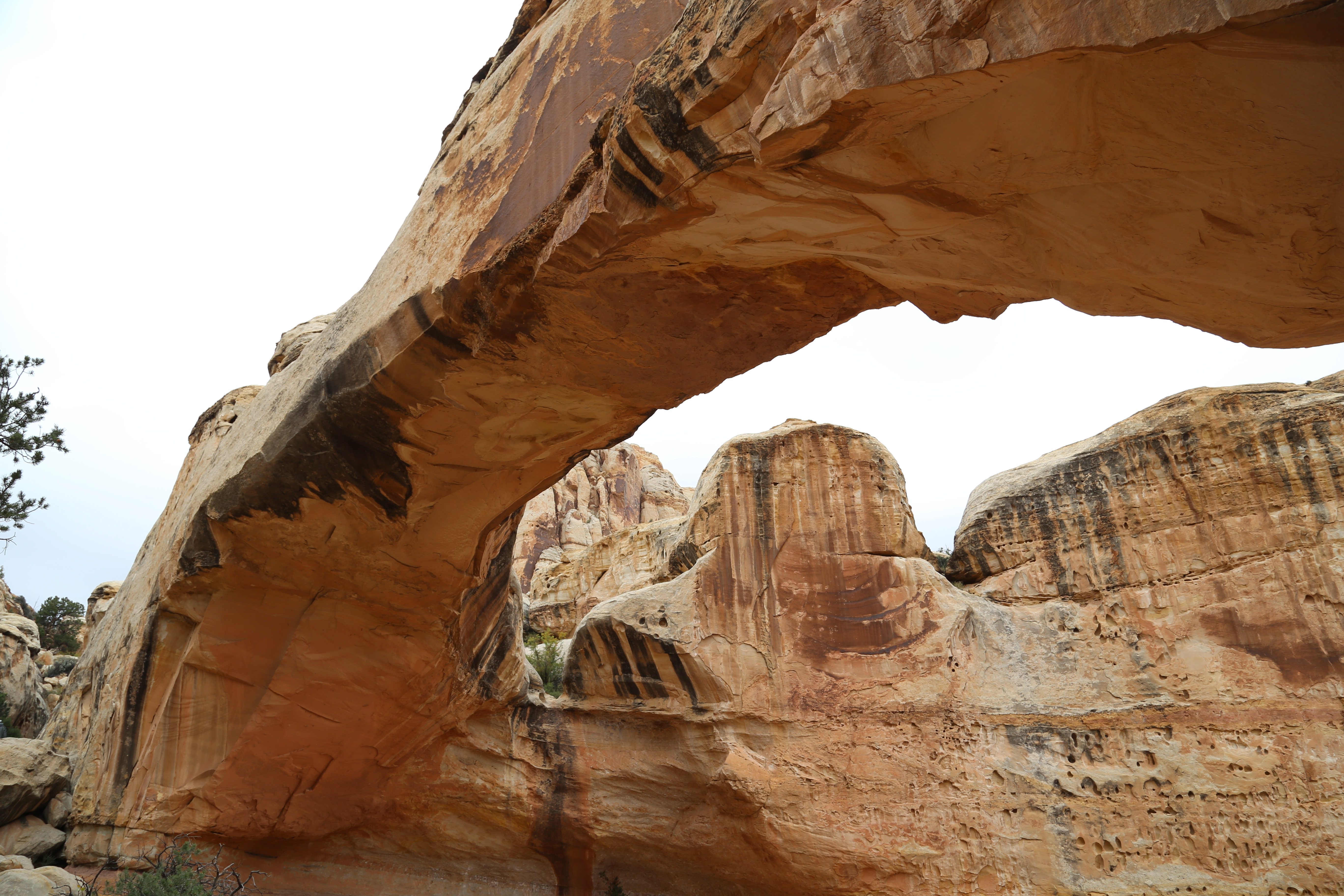 2015 Fall Break - Day 3 - Capitol Reef National Park (Gifford House Pies, Hickman Bridge Arch, Snakes Alive!, Picking Apples in the Fruita Pioneer Orchards, Goosenecks Overlook, Panorama Point), Eating Rattlesnakes at Cafe Diablo (Torrey, Utah)