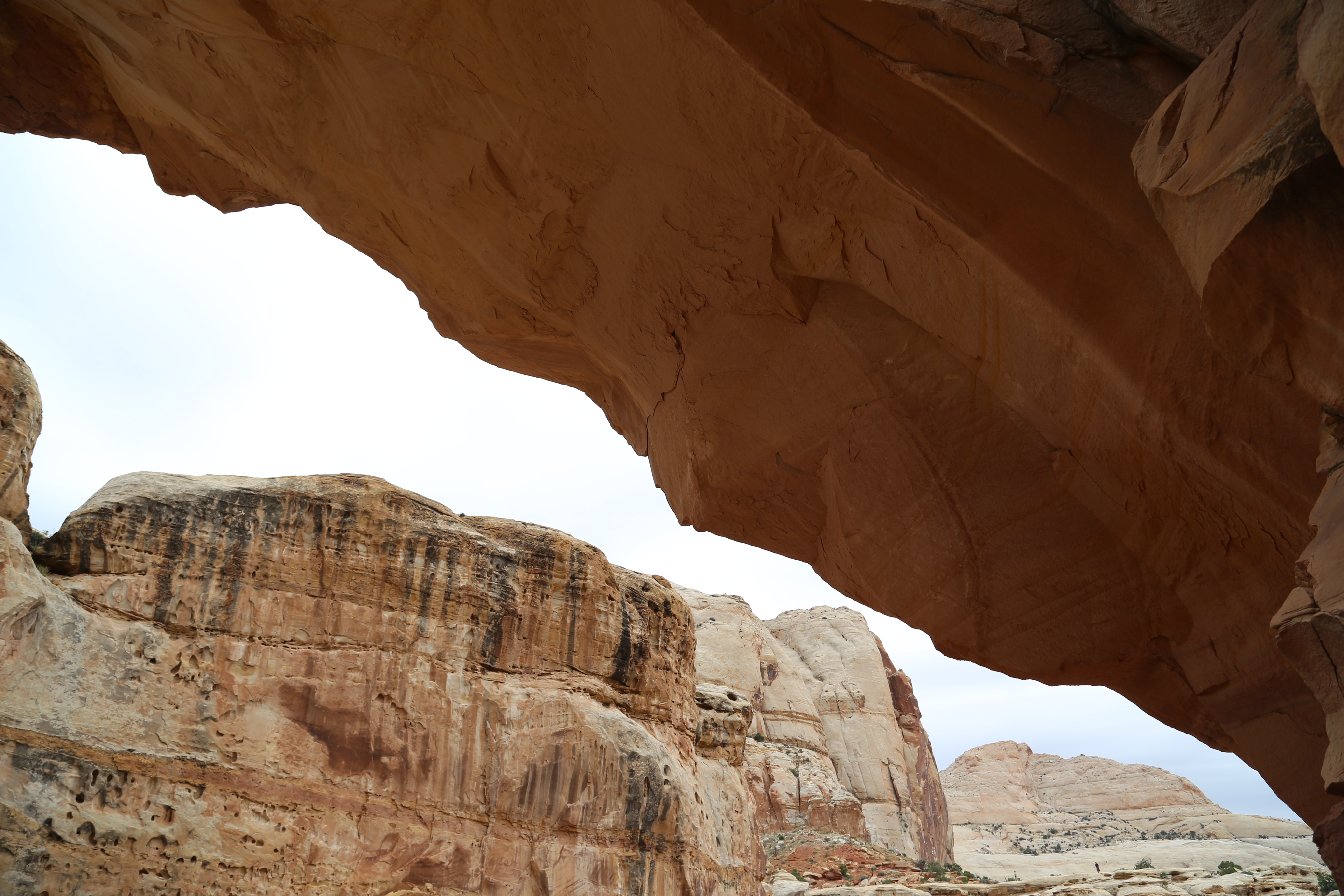 2015 Fall Break - Day 3 - Capitol Reef National Park (Gifford House Pies, Hickman Bridge Arch, Snakes Alive!, Picking Apples in the Fruita Pioneer Orchards, Goosenecks Overlook, Panorama Point), Eating Rattlesnakes at Cafe Diablo (Torrey, Utah)