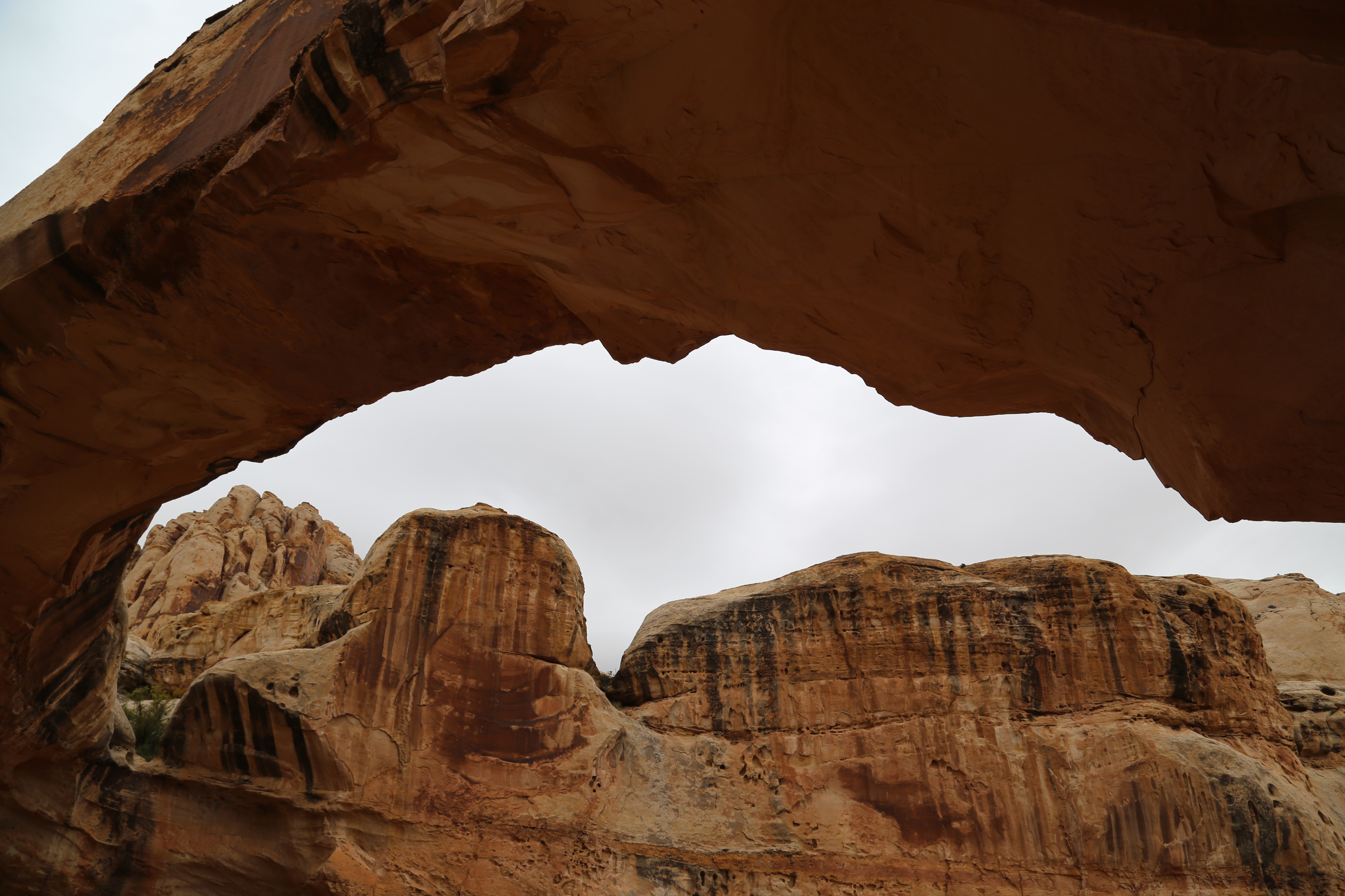 2015 Fall Break - Day 3 - Capitol Reef National Park (Gifford House Pies, Hickman Bridge Arch, Snakes Alive!, Picking Apples in the Fruita Pioneer Orchards, Goosenecks Overlook, Panorama Point), Eating Rattlesnakes at Cafe Diablo (Torrey, Utah)