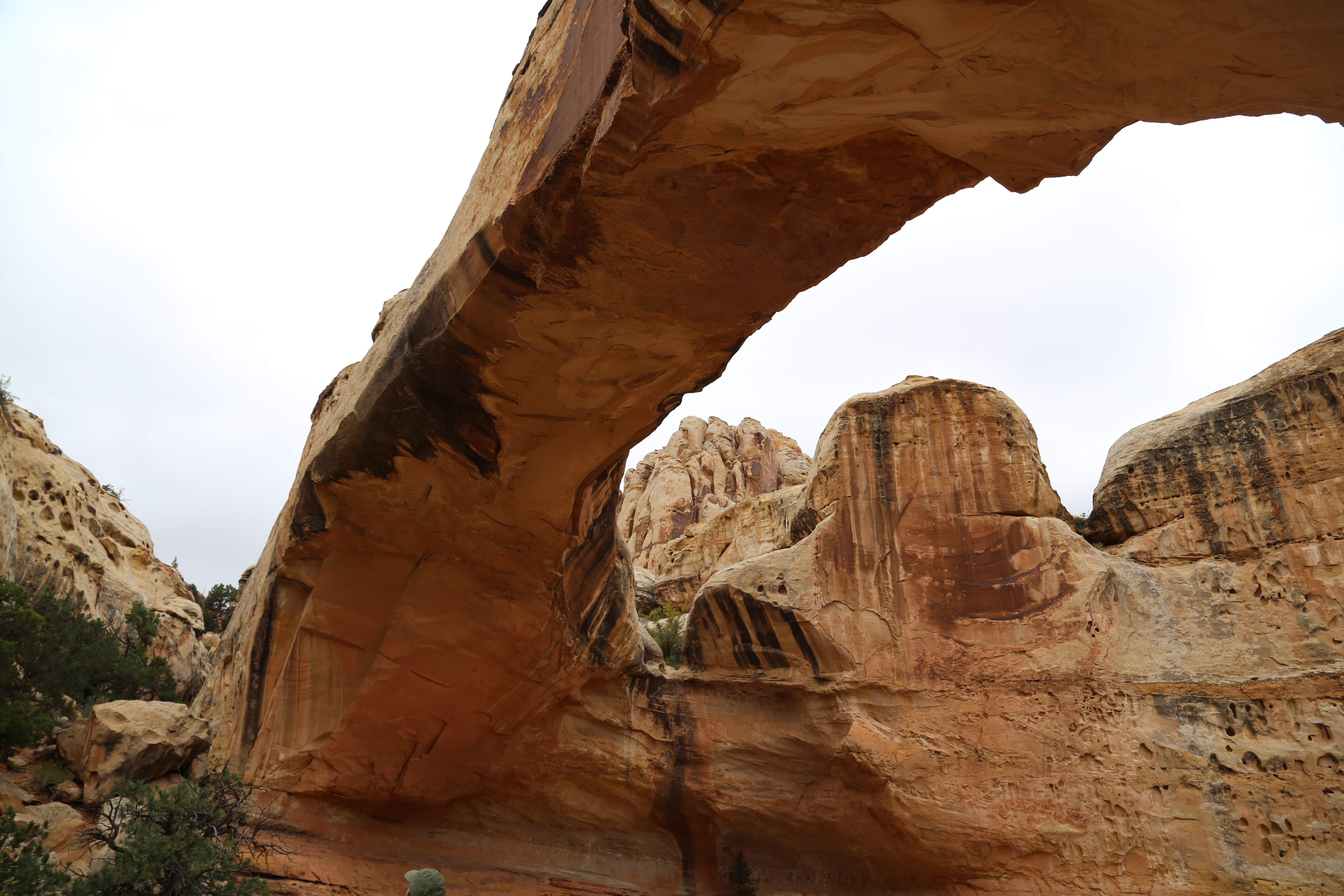 2015 Fall Break - Day 3 - Capitol Reef National Park (Gifford House Pies, Hickman Bridge Arch, Snakes Alive!, Picking Apples in the Fruita Pioneer Orchards, Goosenecks Overlook, Panorama Point), Eating Rattlesnakes at Cafe Diablo (Torrey, Utah)