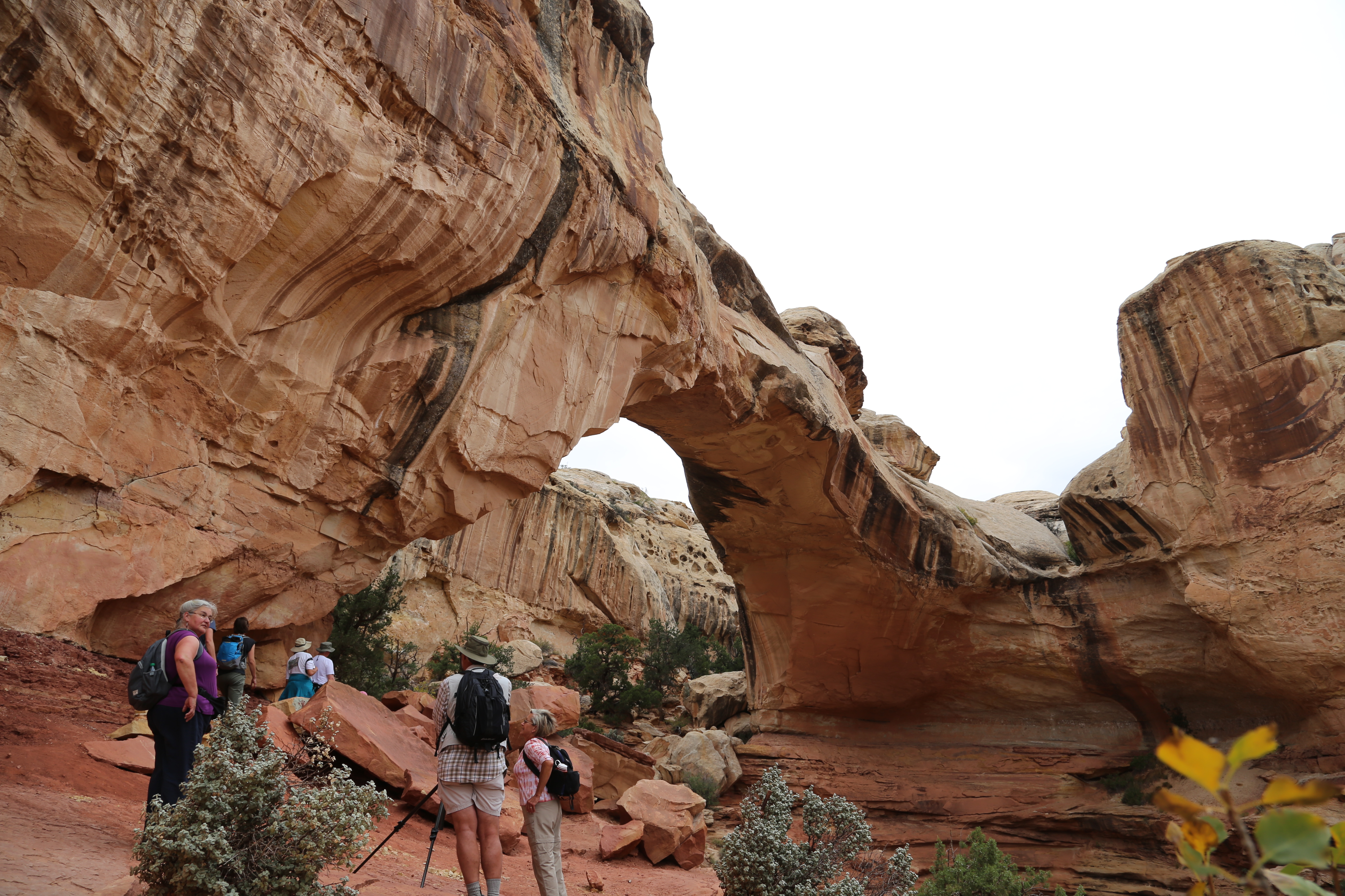 2015 Fall Break - Day 3 - Capitol Reef National Park (Gifford House Pies, Hickman Bridge Arch, Snakes Alive!, Picking Apples in the Fruita Pioneer Orchards, Goosenecks Overlook, Panorama Point), Eating Rattlesnakes at Cafe Diablo (Torrey, Utah)