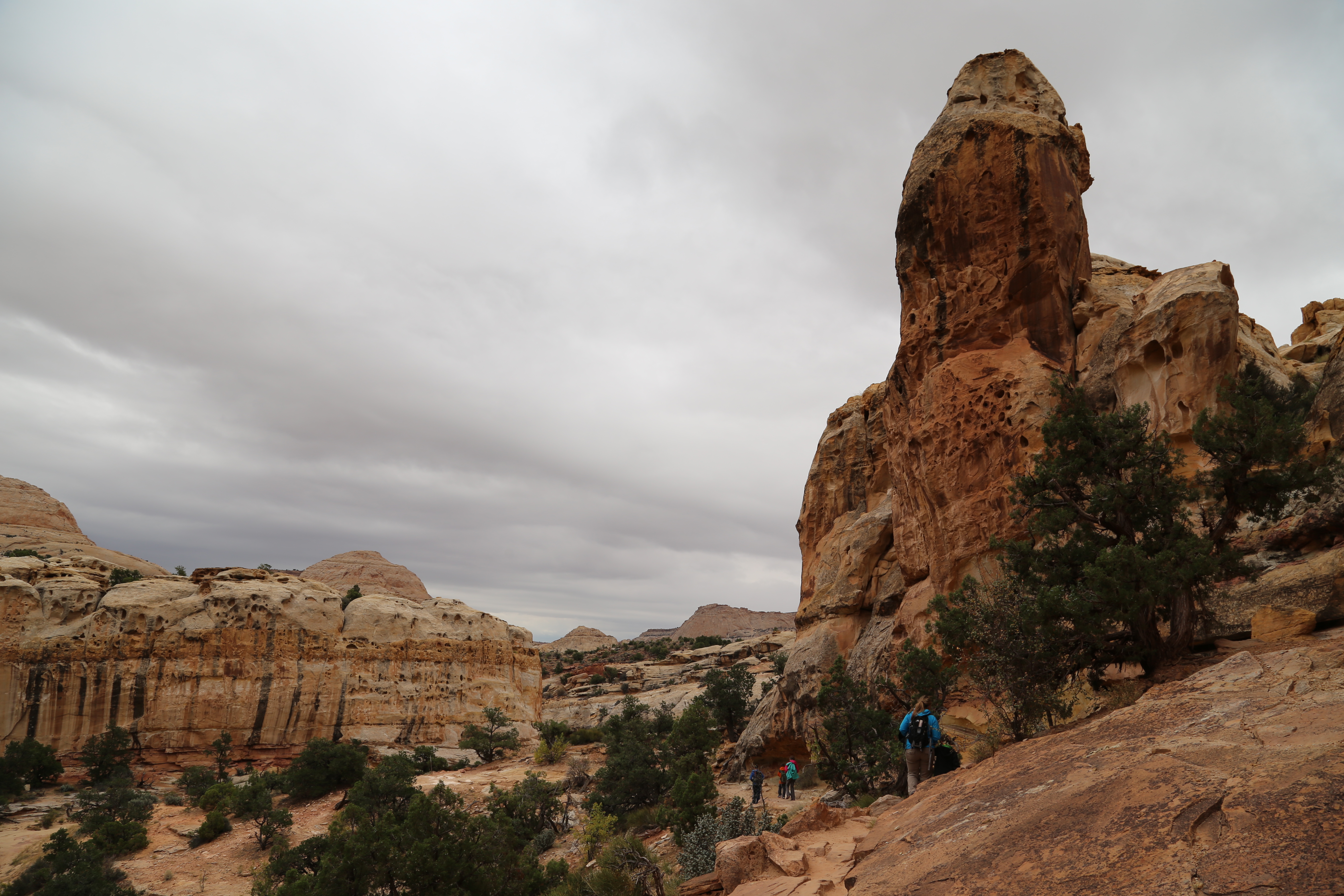 2015 Fall Break - Day 3 - Capitol Reef National Park (Gifford House Pies, Hickman Bridge Arch, Snakes Alive!, Picking Apples in the Fruita Pioneer Orchards, Goosenecks Overlook, Panorama Point), Eating Rattlesnakes at Cafe Diablo (Torrey, Utah)