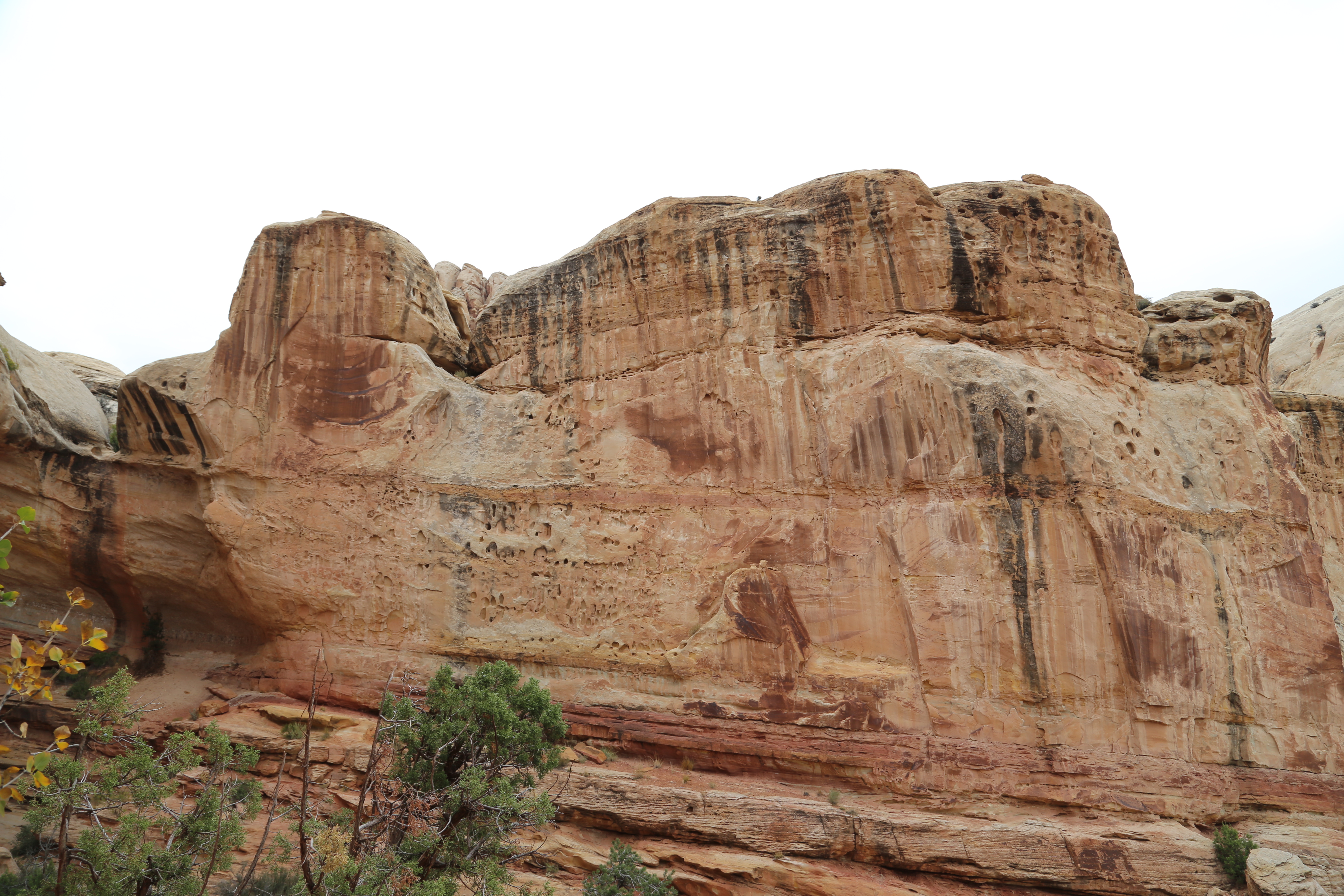 2015 Fall Break - Day 3 - Capitol Reef National Park (Gifford House Pies, Hickman Bridge Arch, Snakes Alive!, Picking Apples in the Fruita Pioneer Orchards, Goosenecks Overlook, Panorama Point), Eating Rattlesnakes at Cafe Diablo (Torrey, Utah)