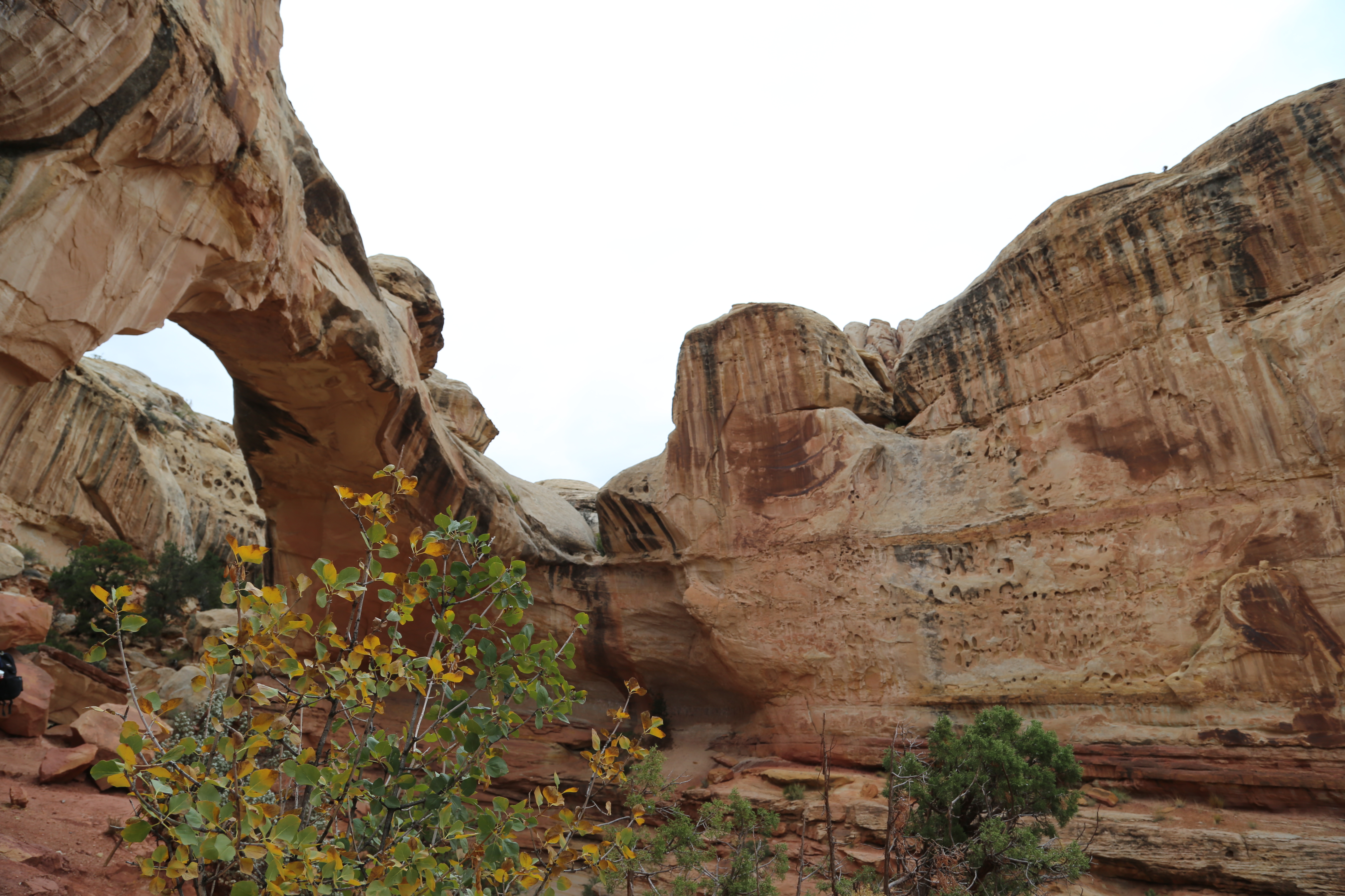 2015 Fall Break - Day 3 - Capitol Reef National Park (Gifford House Pies, Hickman Bridge Arch, Snakes Alive!, Picking Apples in the Fruita Pioneer Orchards, Goosenecks Overlook, Panorama Point), Eating Rattlesnakes at Cafe Diablo (Torrey, Utah)