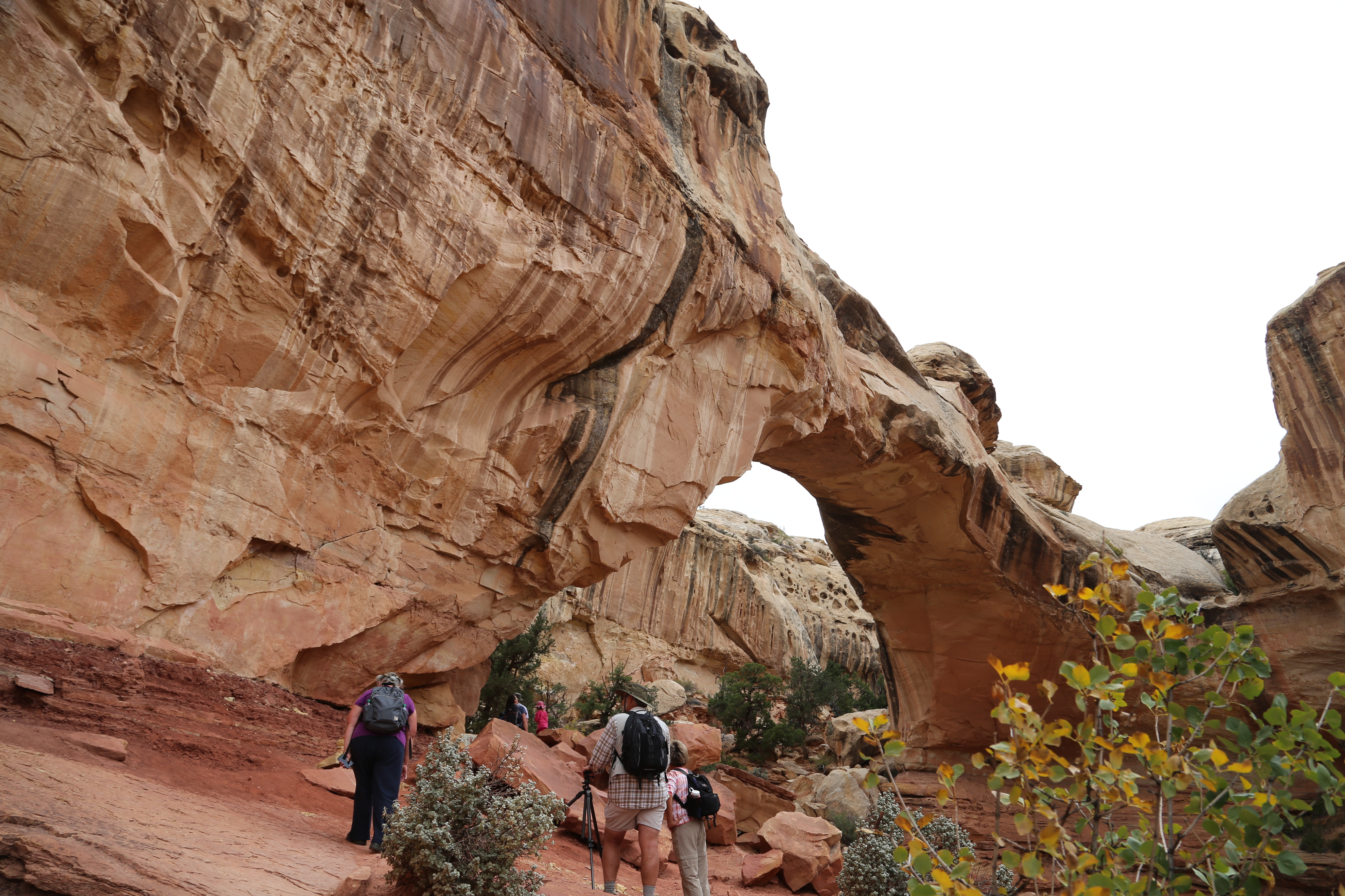 2015 Fall Break - Day 3 - Capitol Reef National Park (Gifford House Pies, Hickman Bridge Arch, Snakes Alive!, Picking Apples in the Fruita Pioneer Orchards, Goosenecks Overlook, Panorama Point), Eating Rattlesnakes at Cafe Diablo (Torrey, Utah)