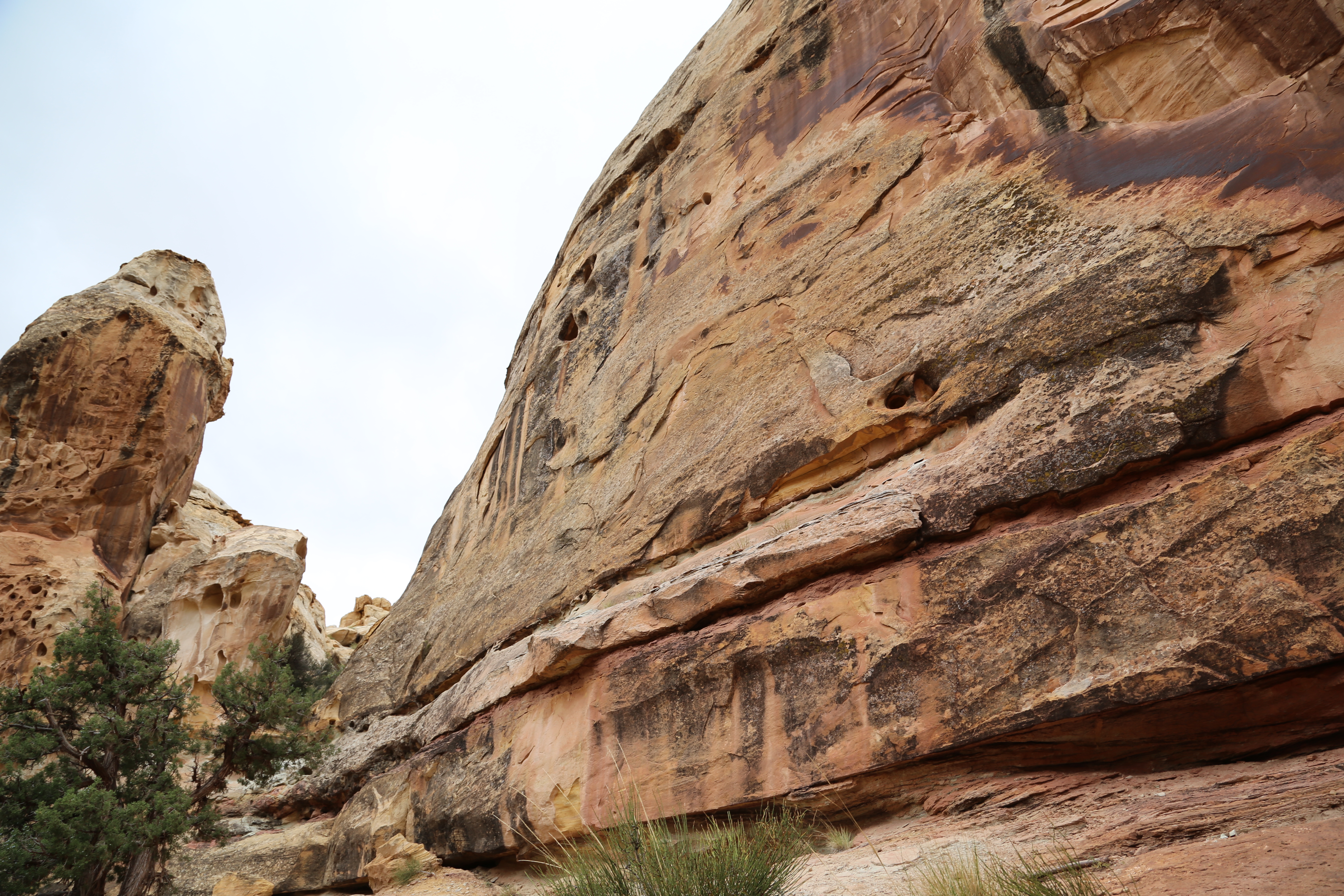 2015 Fall Break - Day 3 - Capitol Reef National Park (Gifford House Pies, Hickman Bridge Arch, Snakes Alive!, Picking Apples in the Fruita Pioneer Orchards, Goosenecks Overlook, Panorama Point), Eating Rattlesnakes at Cafe Diablo (Torrey, Utah)