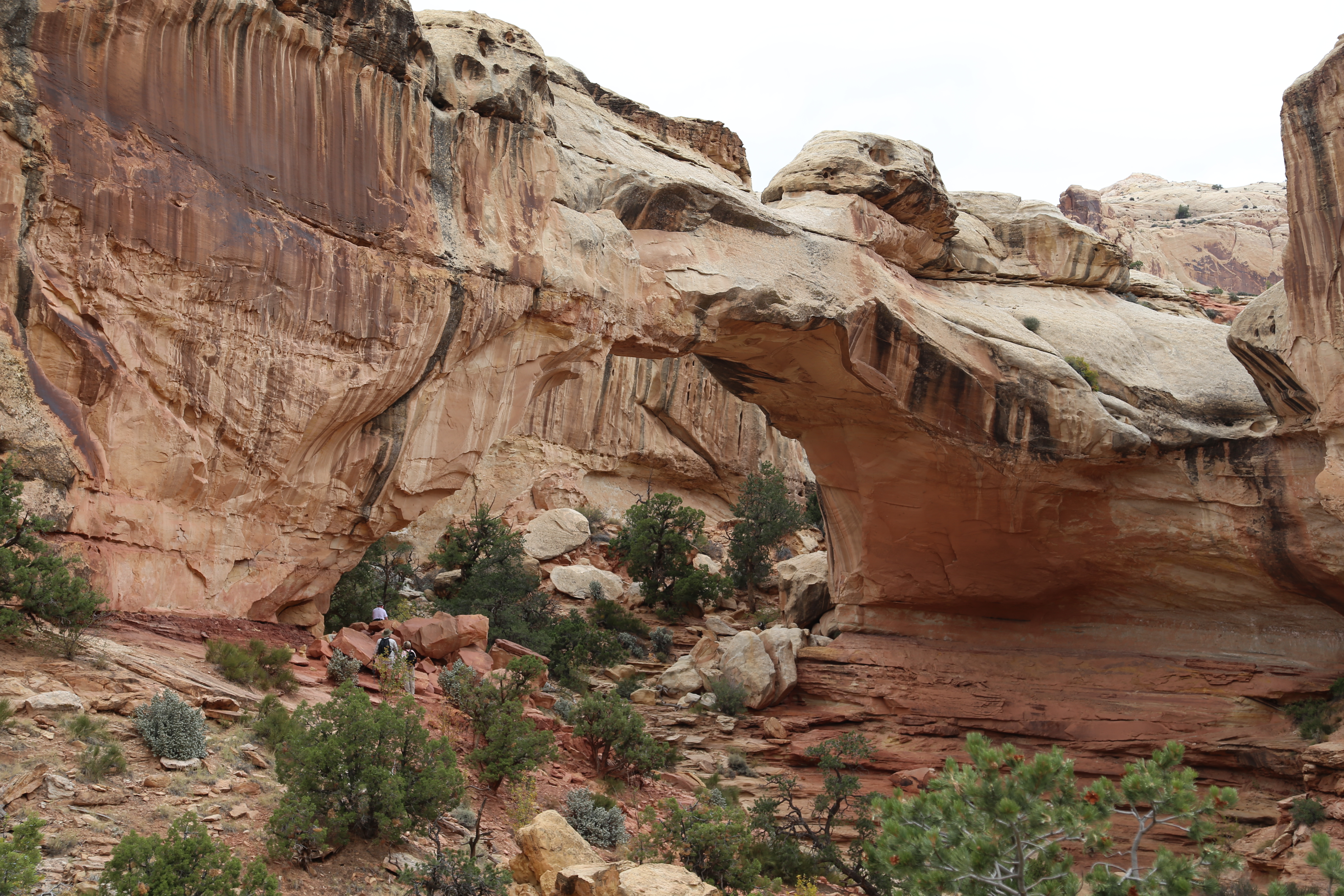 2015 Fall Break - Day 3 - Capitol Reef National Park (Gifford House Pies, Hickman Bridge Arch, Snakes Alive!, Picking Apples in the Fruita Pioneer Orchards, Goosenecks Overlook, Panorama Point), Eating Rattlesnakes at Cafe Diablo (Torrey, Utah)