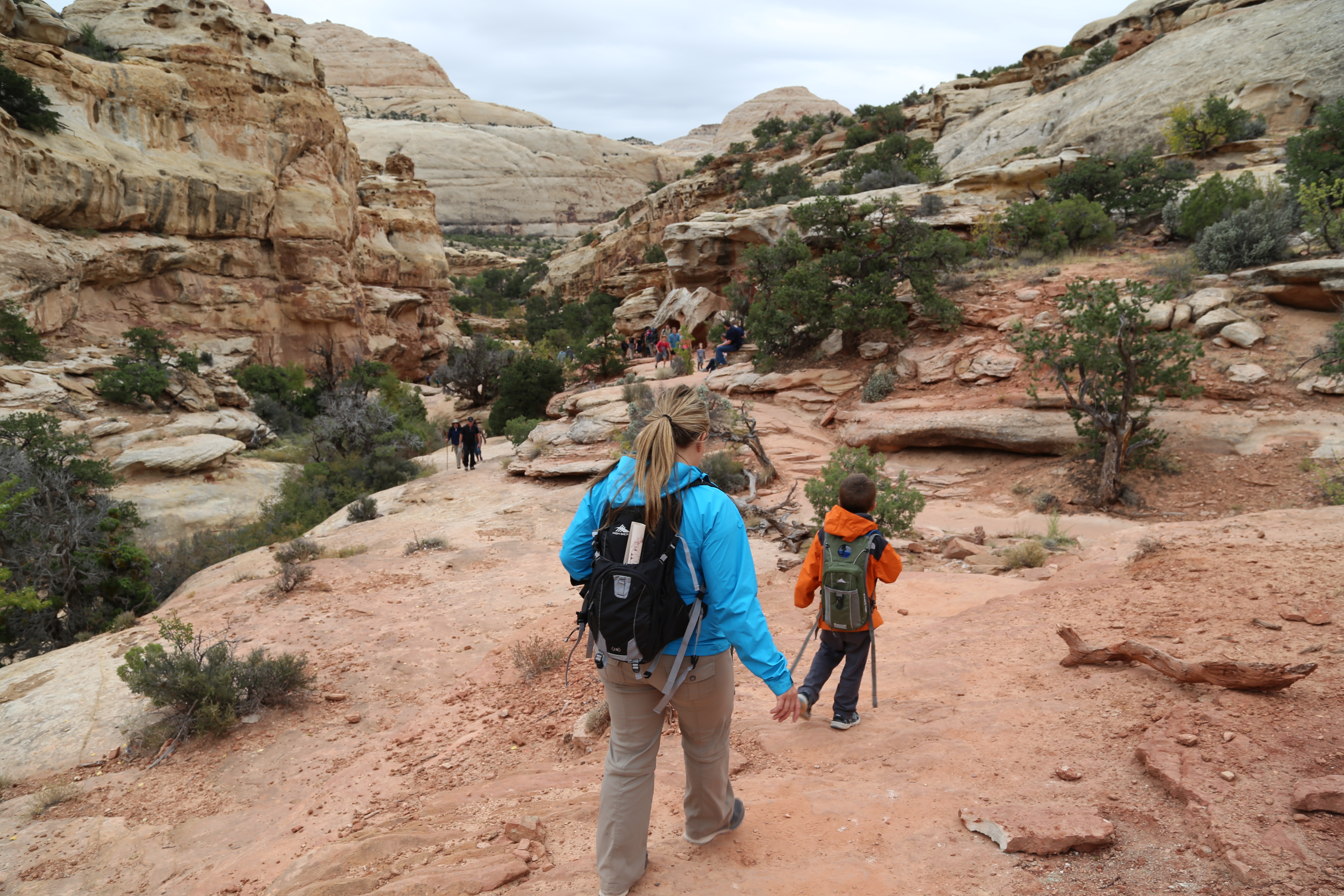 2015 Fall Break - Day 3 - Capitol Reef National Park (Gifford House Pies, Hickman Bridge Arch, Snakes Alive!, Picking Apples in the Fruita Pioneer Orchards, Goosenecks Overlook, Panorama Point), Eating Rattlesnakes at Cafe Diablo (Torrey, Utah)