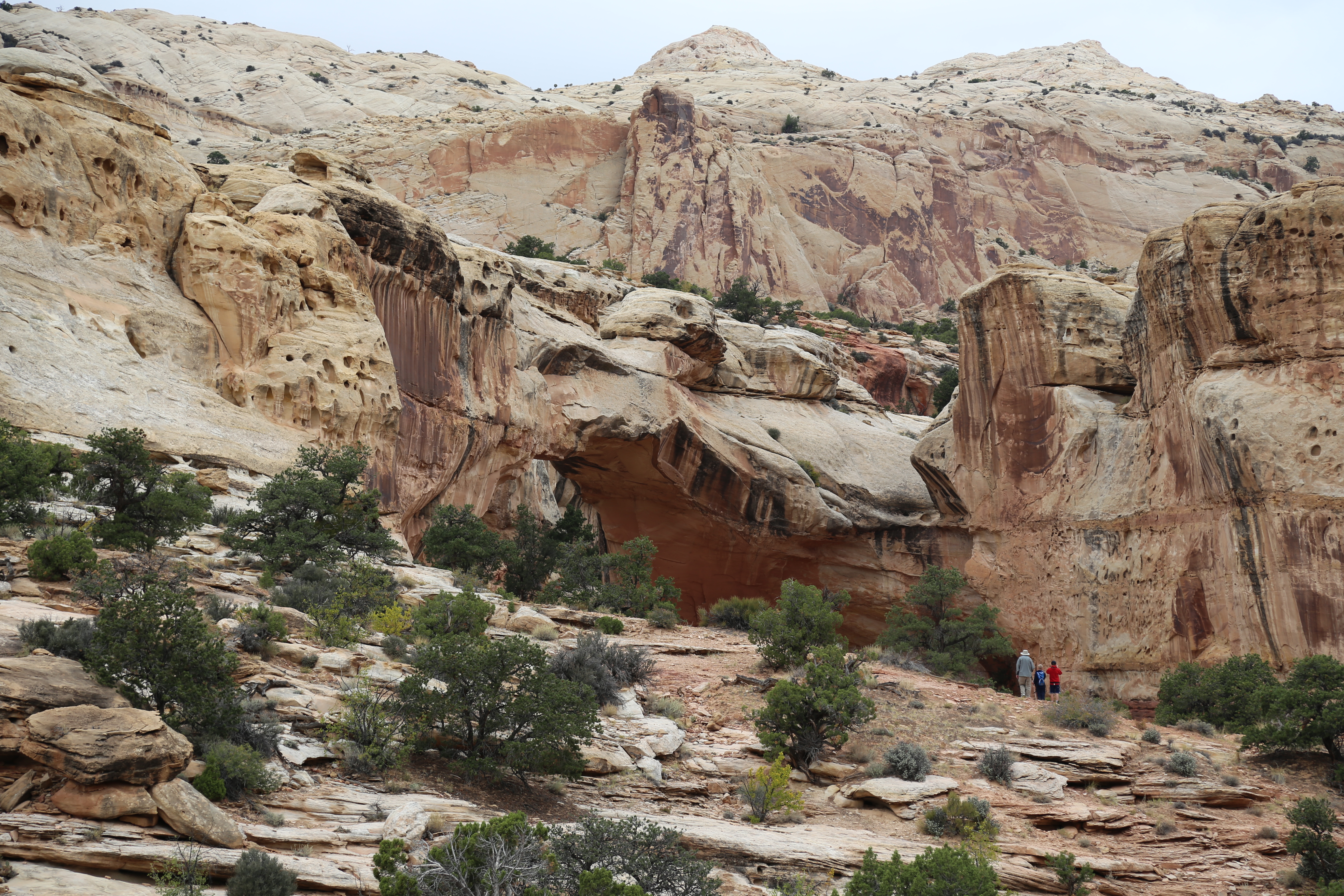 2015 Fall Break - Day 3 - Capitol Reef National Park (Gifford House Pies, Hickman Bridge Arch, Snakes Alive!, Picking Apples in the Fruita Pioneer Orchards, Goosenecks Overlook, Panorama Point), Eating Rattlesnakes at Cafe Diablo (Torrey, Utah)