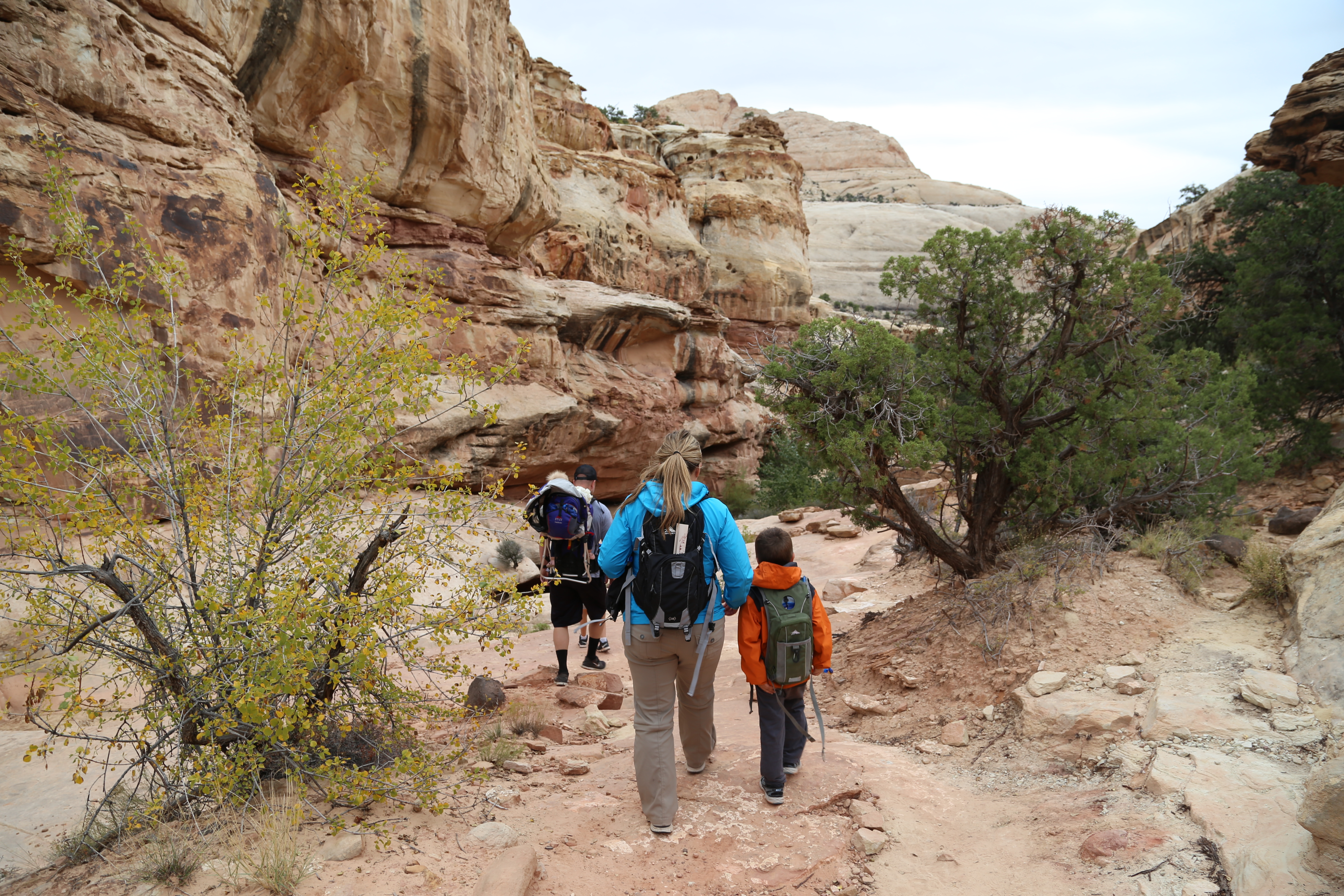 2015 Fall Break - Day 3 - Capitol Reef National Park (Gifford House Pies, Hickman Bridge Arch, Snakes Alive!, Picking Apples in the Fruita Pioneer Orchards, Goosenecks Overlook, Panorama Point), Eating Rattlesnakes at Cafe Diablo (Torrey, Utah)