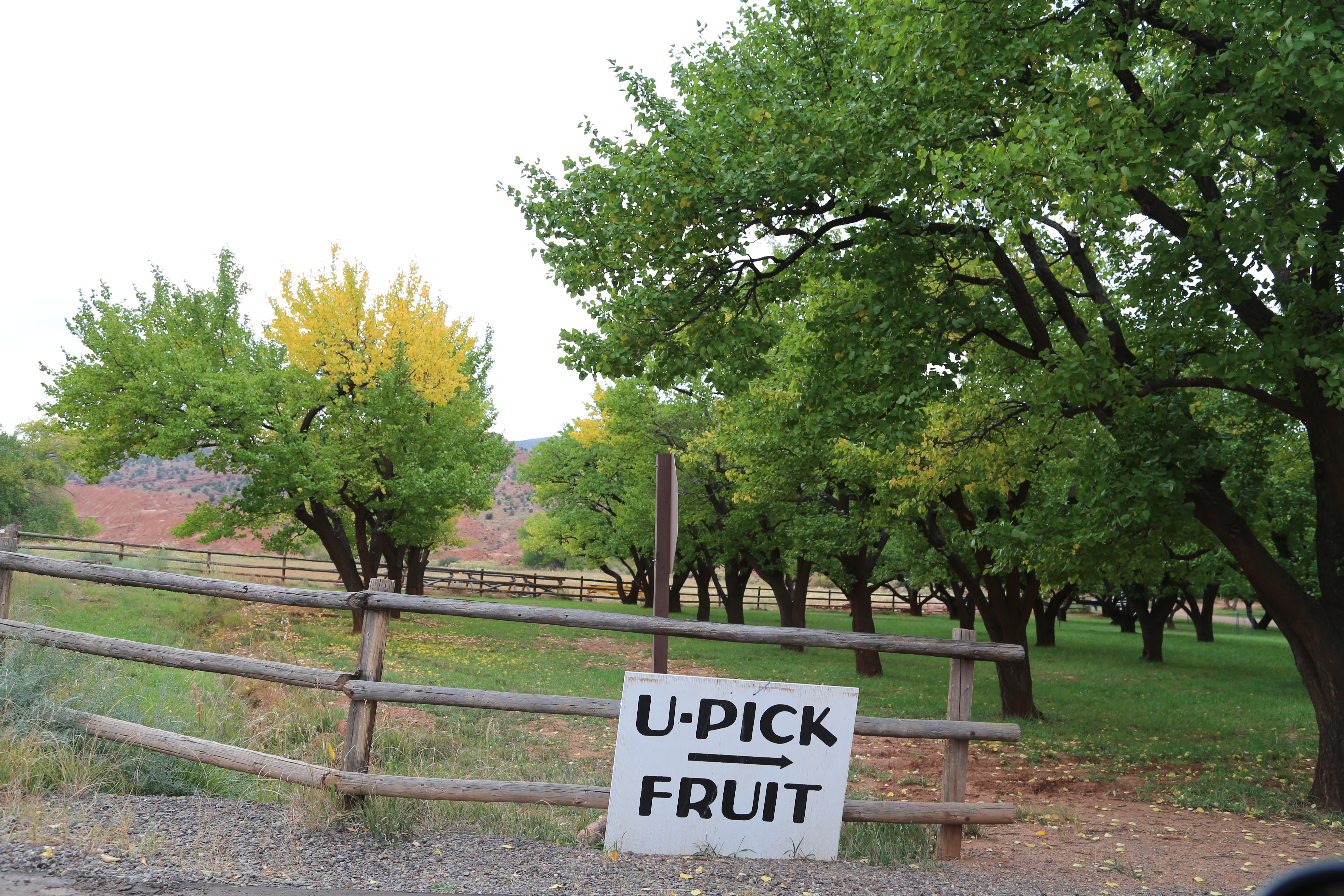 2015 Fall Break - Day 3 - Capitol Reef National Park (Gifford House Pies, Hickman Bridge Arch, Snakes Alive!, Picking Apples in the Fruita Pioneer Orchards, Goosenecks Overlook, Panorama Point), Eating Rattlesnakes at Cafe Diablo (Torrey, Utah)