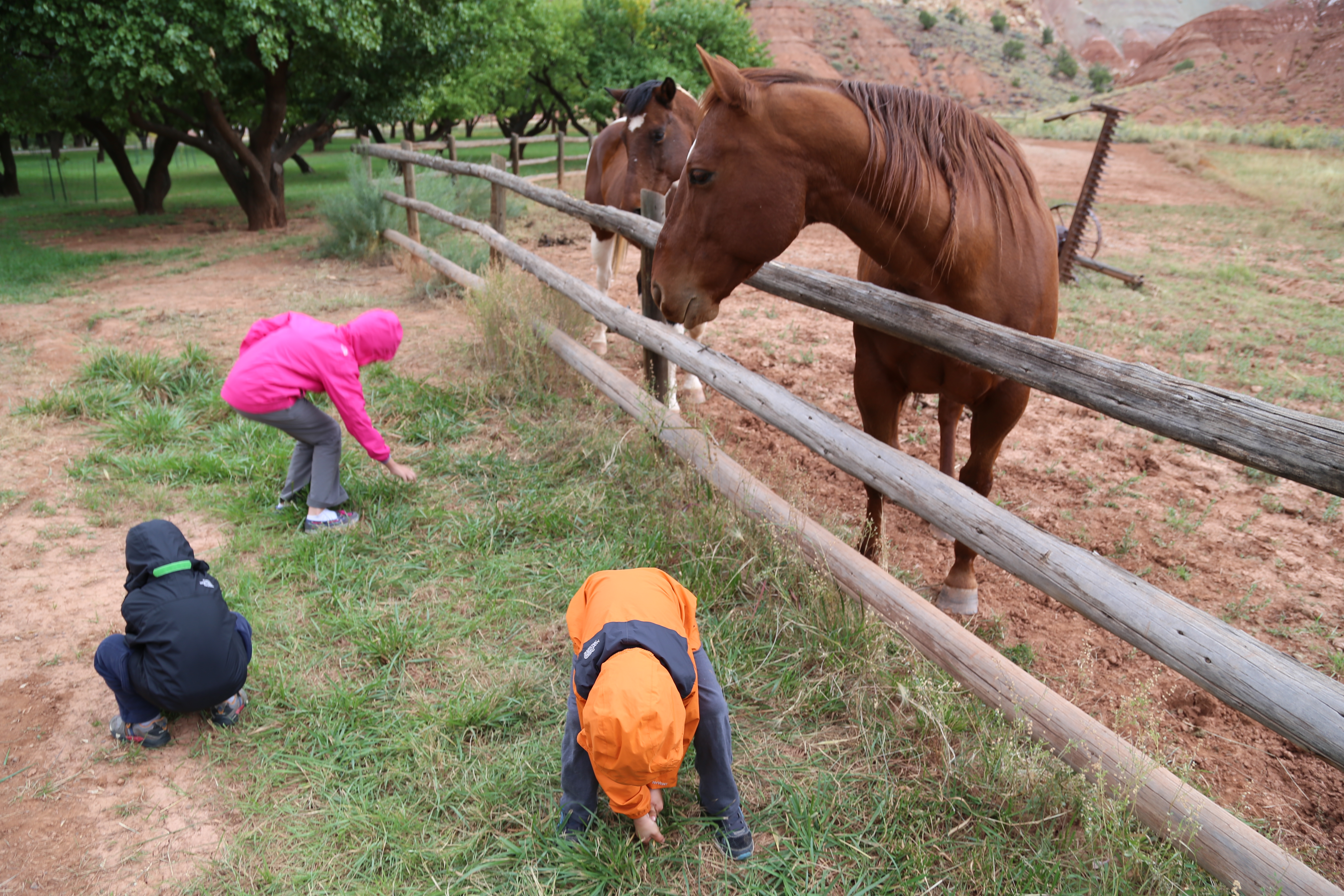 2015 Fall Break - Day 3 - Capitol Reef National Park (Gifford House Pies, Hickman Bridge Arch, Snakes Alive!, Picking Apples in the Fruita Pioneer Orchards, Goosenecks Overlook, Panorama Point), Eating Rattlesnakes at Cafe Diablo (Torrey, Utah)