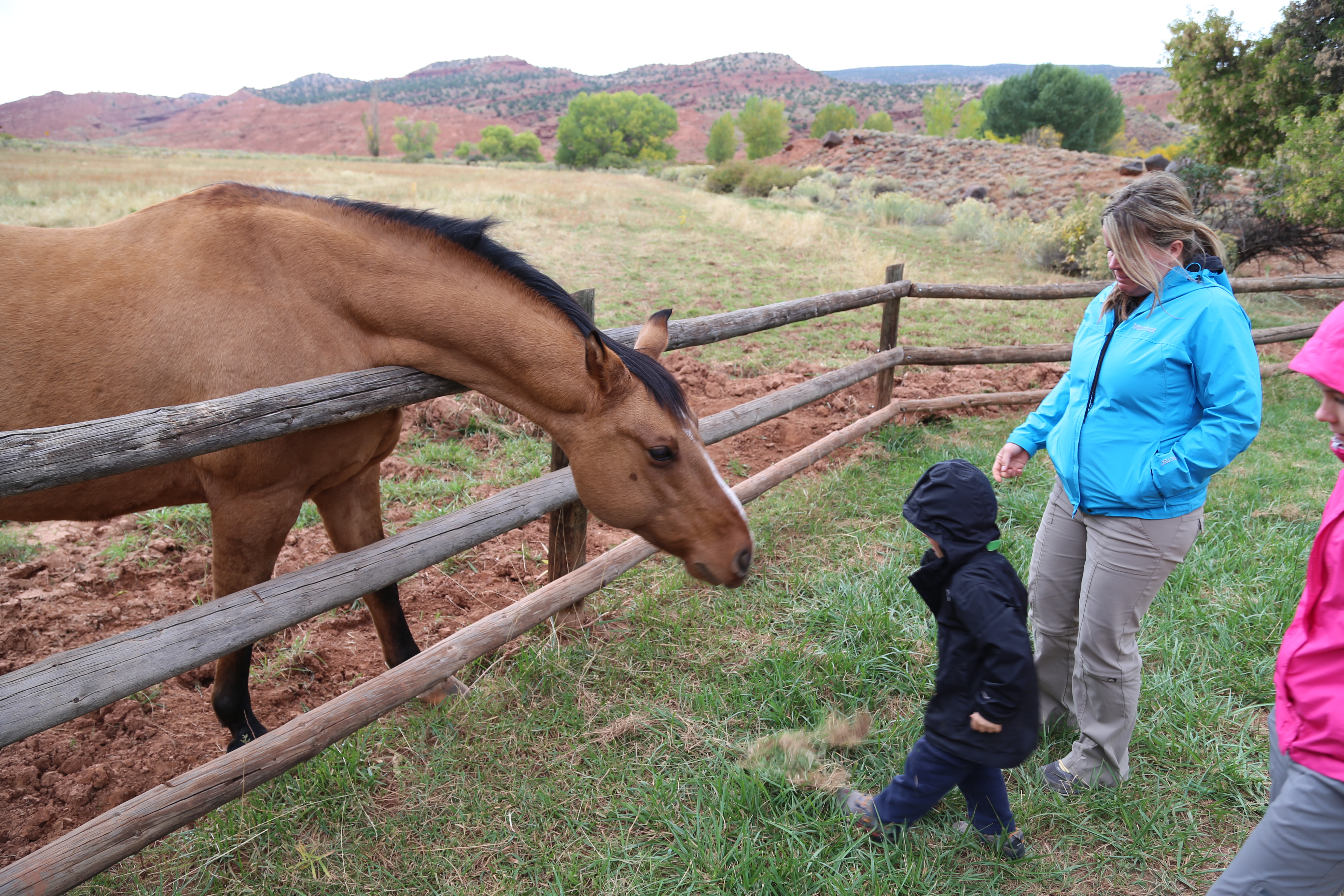 2015 Fall Break - Day 3 - Capitol Reef National Park (Gifford House Pies, Hickman Bridge Arch, Snakes Alive!, Picking Apples in the Fruita Pioneer Orchards, Goosenecks Overlook, Panorama Point), Eating Rattlesnakes at Cafe Diablo (Torrey, Utah)