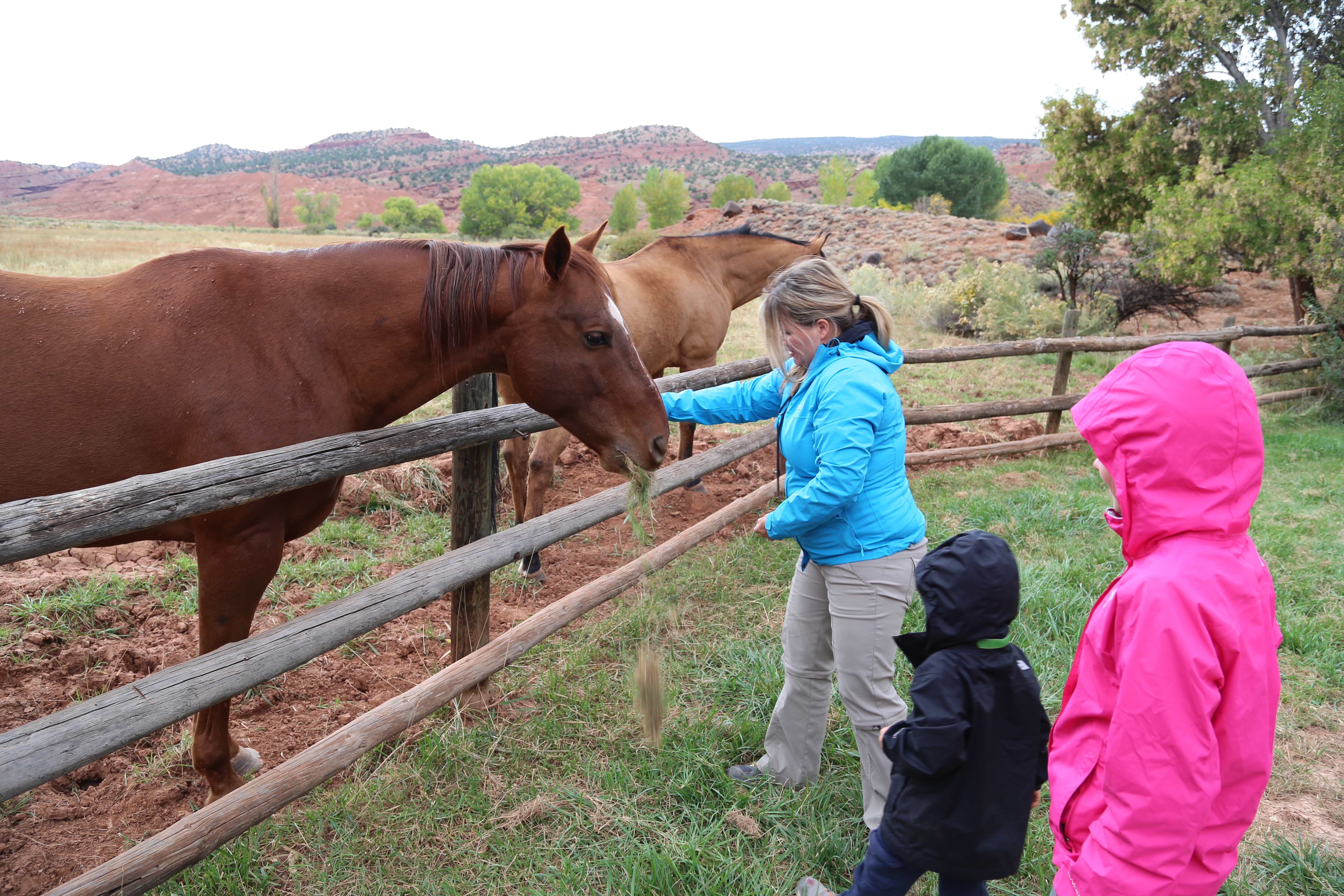 2015 Fall Break - Day 3 - Capitol Reef National Park (Gifford House Pies, Hickman Bridge Arch, Snakes Alive!, Picking Apples in the Fruita Pioneer Orchards, Goosenecks Overlook, Panorama Point), Eating Rattlesnakes at Cafe Diablo (Torrey, Utah)