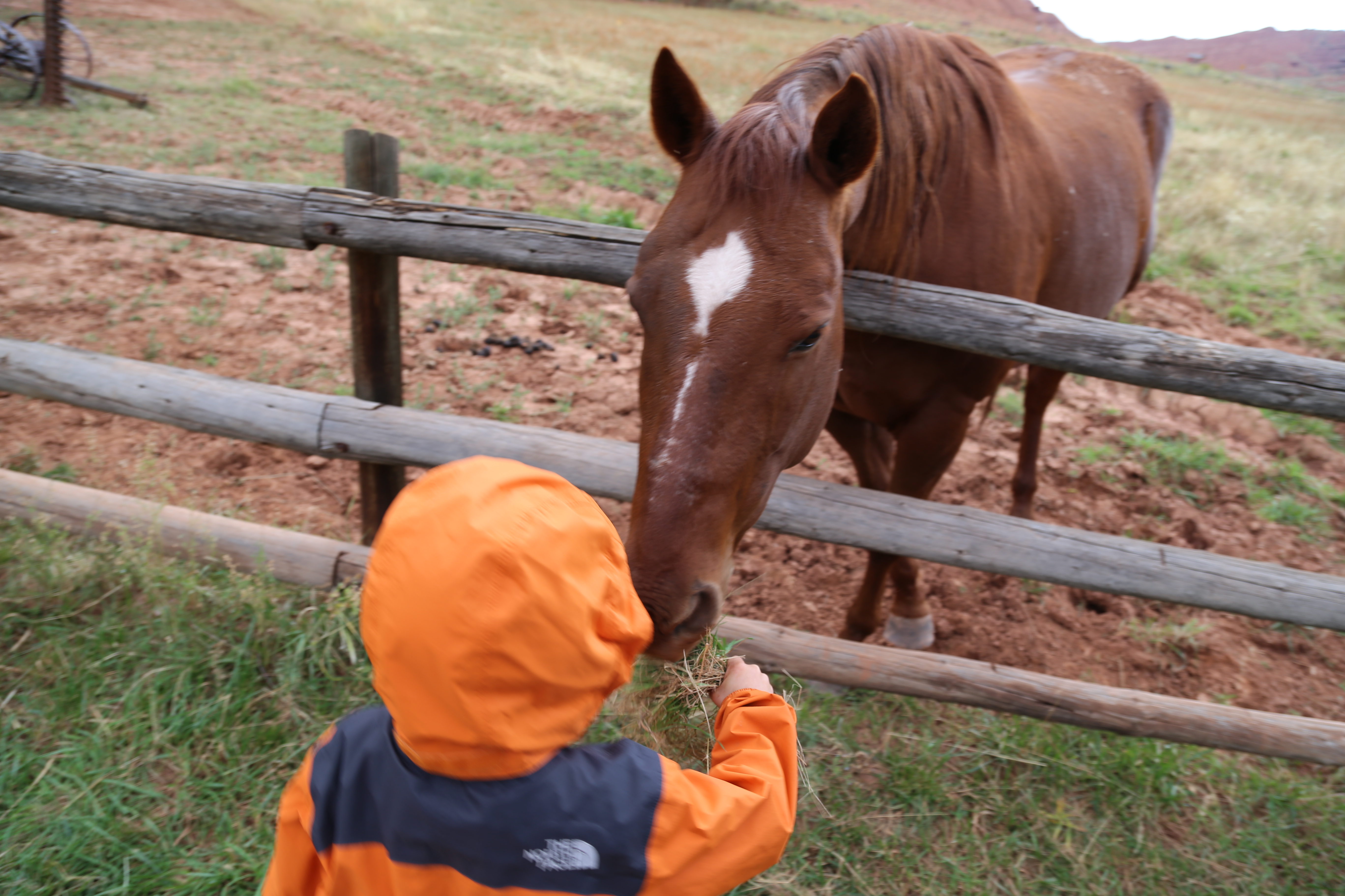 2015 Fall Break - Day 3 - Capitol Reef National Park (Gifford House Pies, Hickman Bridge Arch, Snakes Alive!, Picking Apples in the Fruita Pioneer Orchards, Goosenecks Overlook, Panorama Point), Eating Rattlesnakes at Cafe Diablo (Torrey, Utah)