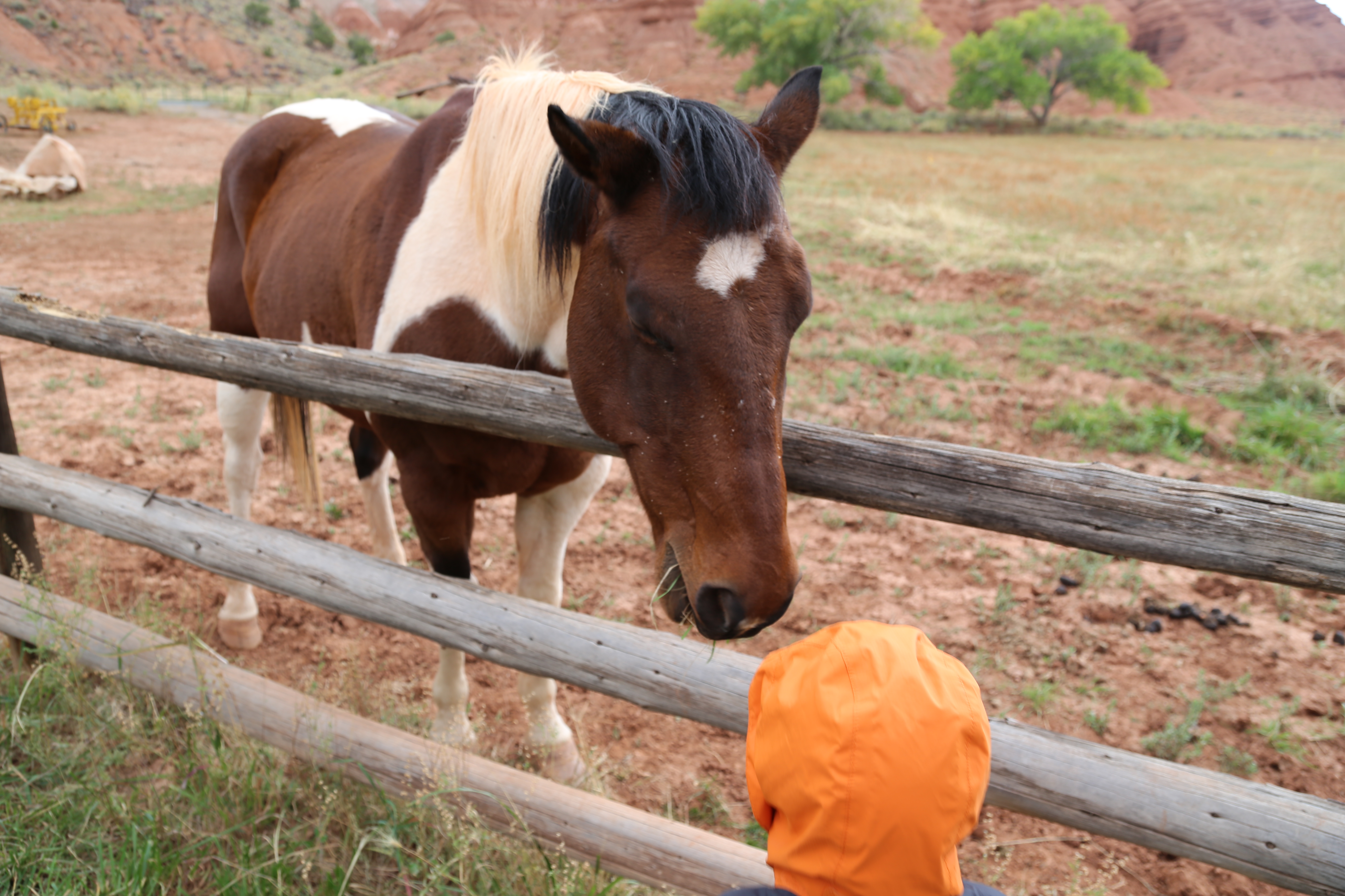 2015 Fall Break - Day 3 - Capitol Reef National Park (Gifford House Pies, Hickman Bridge Arch, Snakes Alive!, Picking Apples in the Fruita Pioneer Orchards, Goosenecks Overlook, Panorama Point), Eating Rattlesnakes at Cafe Diablo (Torrey, Utah)