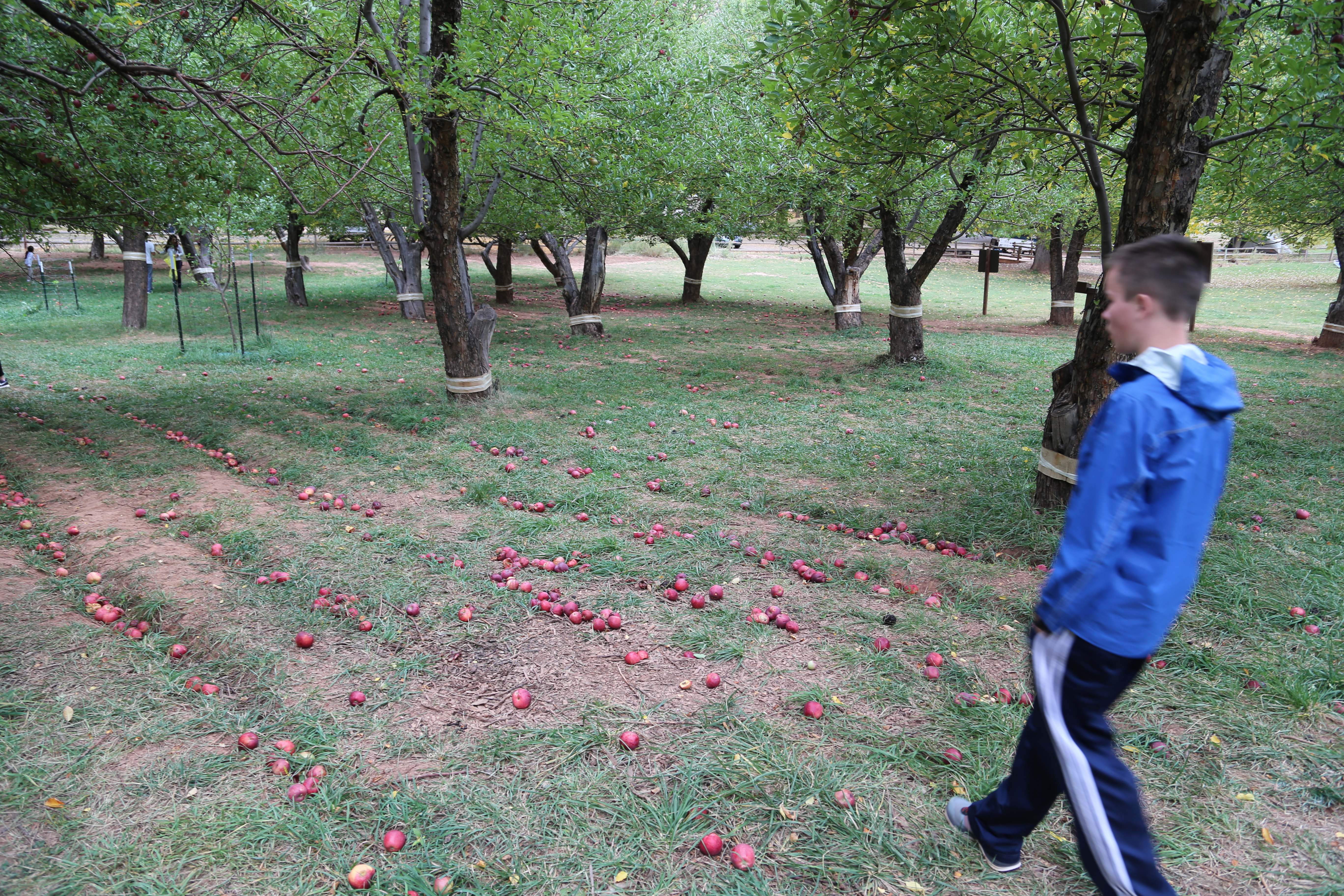 2015 Fall Break - Day 3 - Capitol Reef National Park (Gifford House Pies, Hickman Bridge Arch, Snakes Alive!, Picking Apples in the Fruita Pioneer Orchards, Goosenecks Overlook, Panorama Point), Eating Rattlesnakes at Cafe Diablo (Torrey, Utah)