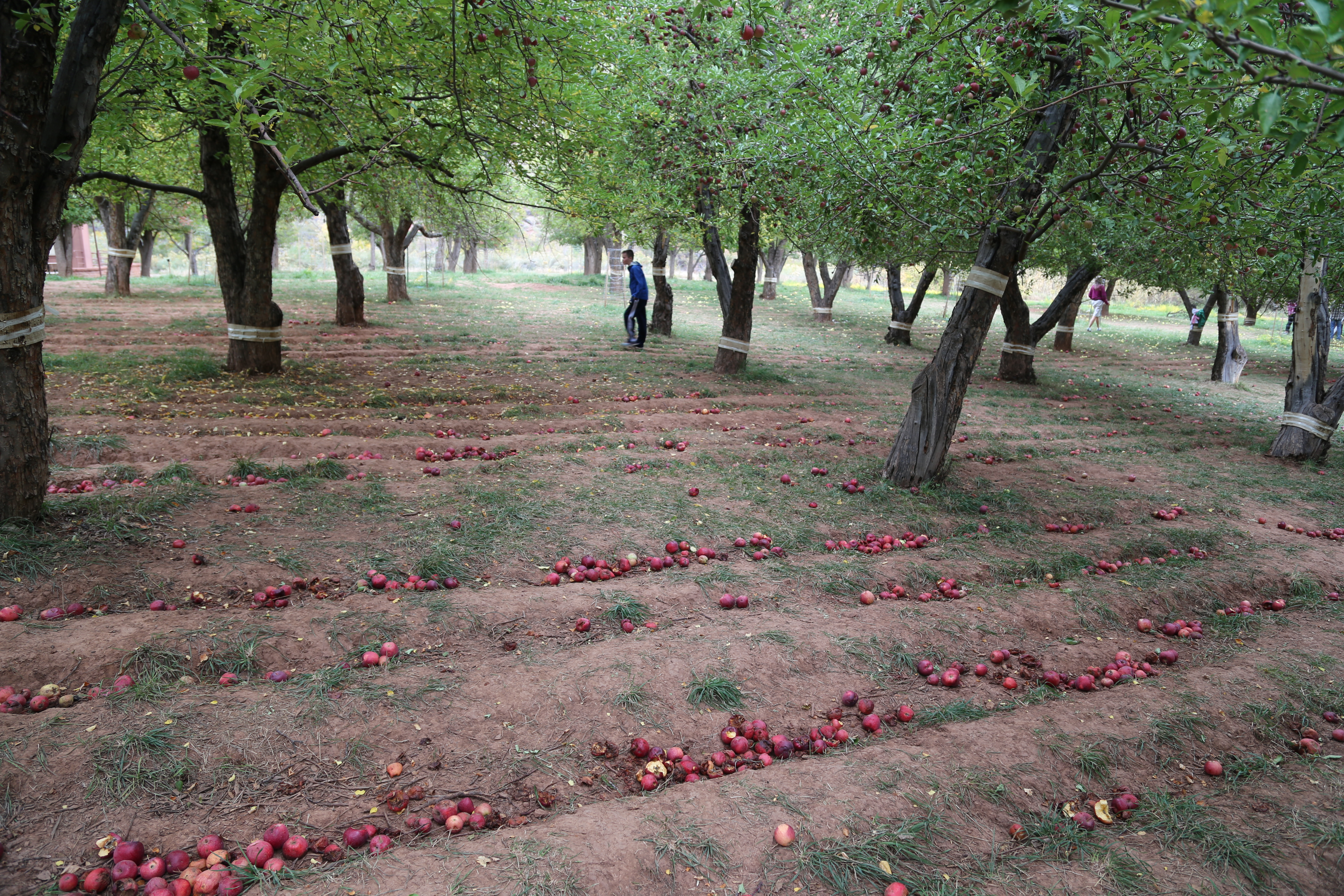 2015 Fall Break - Day 3 - Capitol Reef National Park (Gifford House Pies, Hickman Bridge Arch, Snakes Alive!, Picking Apples in the Fruita Pioneer Orchards, Goosenecks Overlook, Panorama Point), Eating Rattlesnakes at Cafe Diablo (Torrey, Utah)