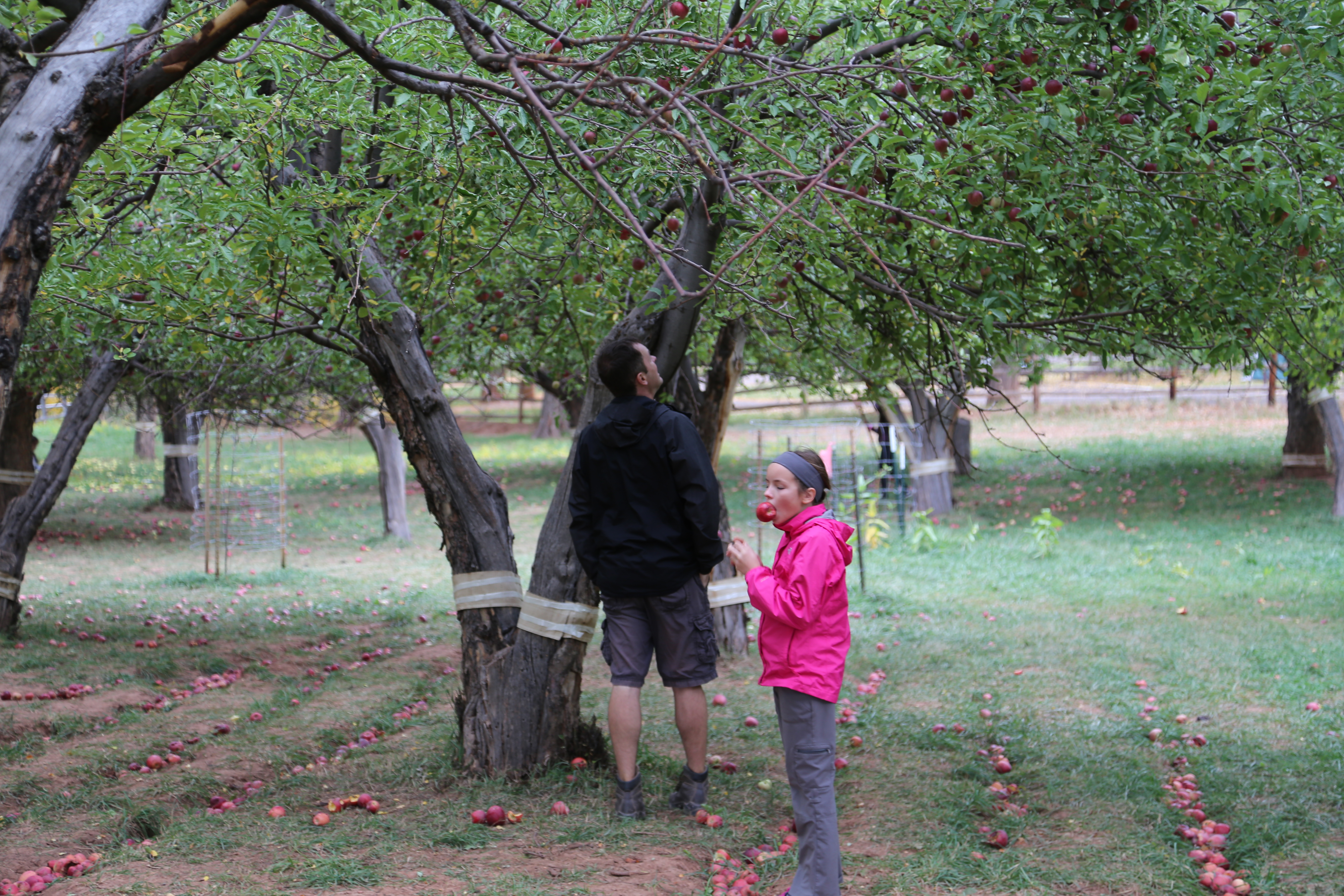 2015 Fall Break - Day 3 - Capitol Reef National Park (Gifford House Pies, Hickman Bridge Arch, Snakes Alive!, Picking Apples in the Fruita Pioneer Orchards, Goosenecks Overlook, Panorama Point), Eating Rattlesnakes at Cafe Diablo (Torrey, Utah)